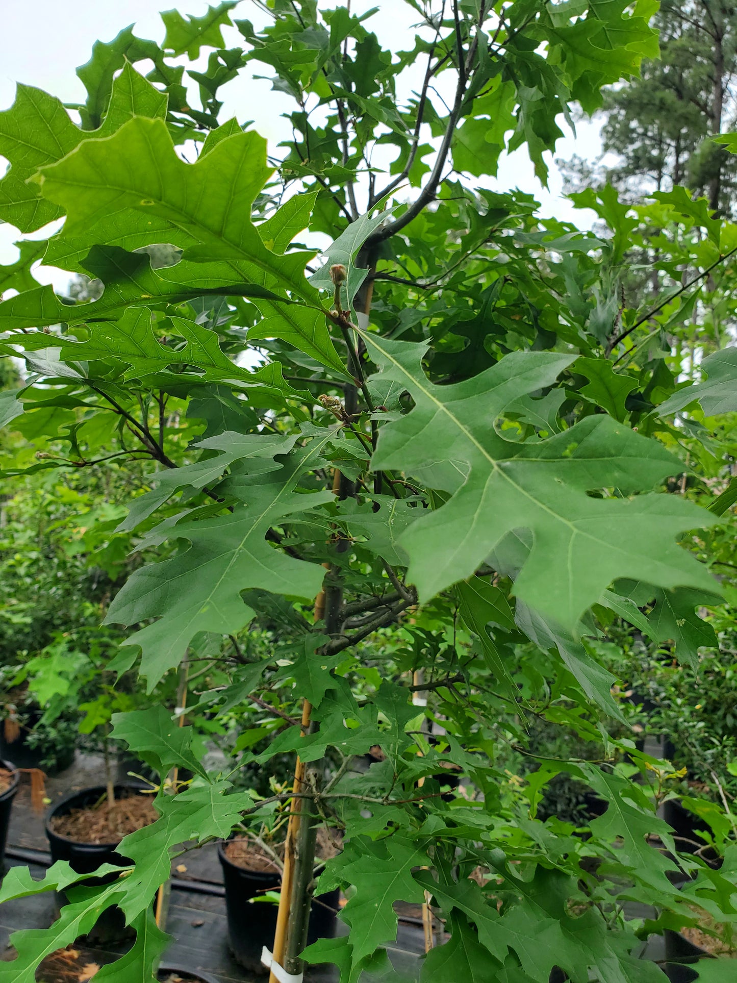 Overcup Oak Quercus lyrata