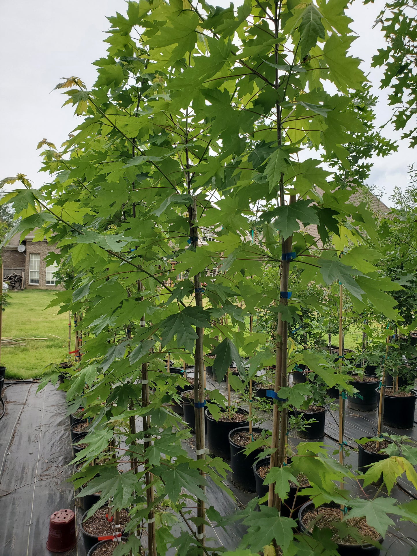 Autumn Blaze Red Maple ('Acer x freemanii 'Jeffersred' Freeman Red Maple)