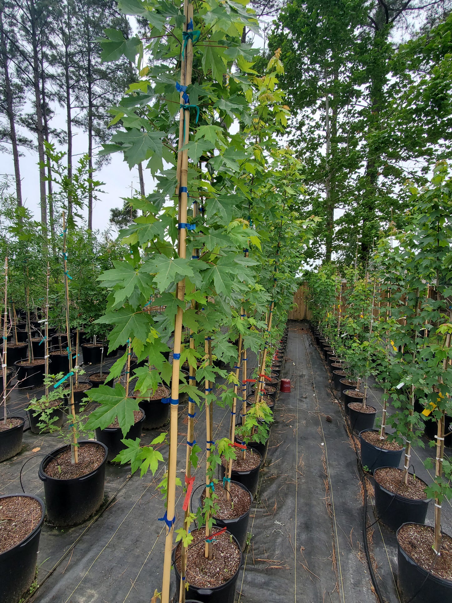 Autumn Blaze Red Maple ('Acer x freemanii 'Jeffersred' Freeman Red Maple)