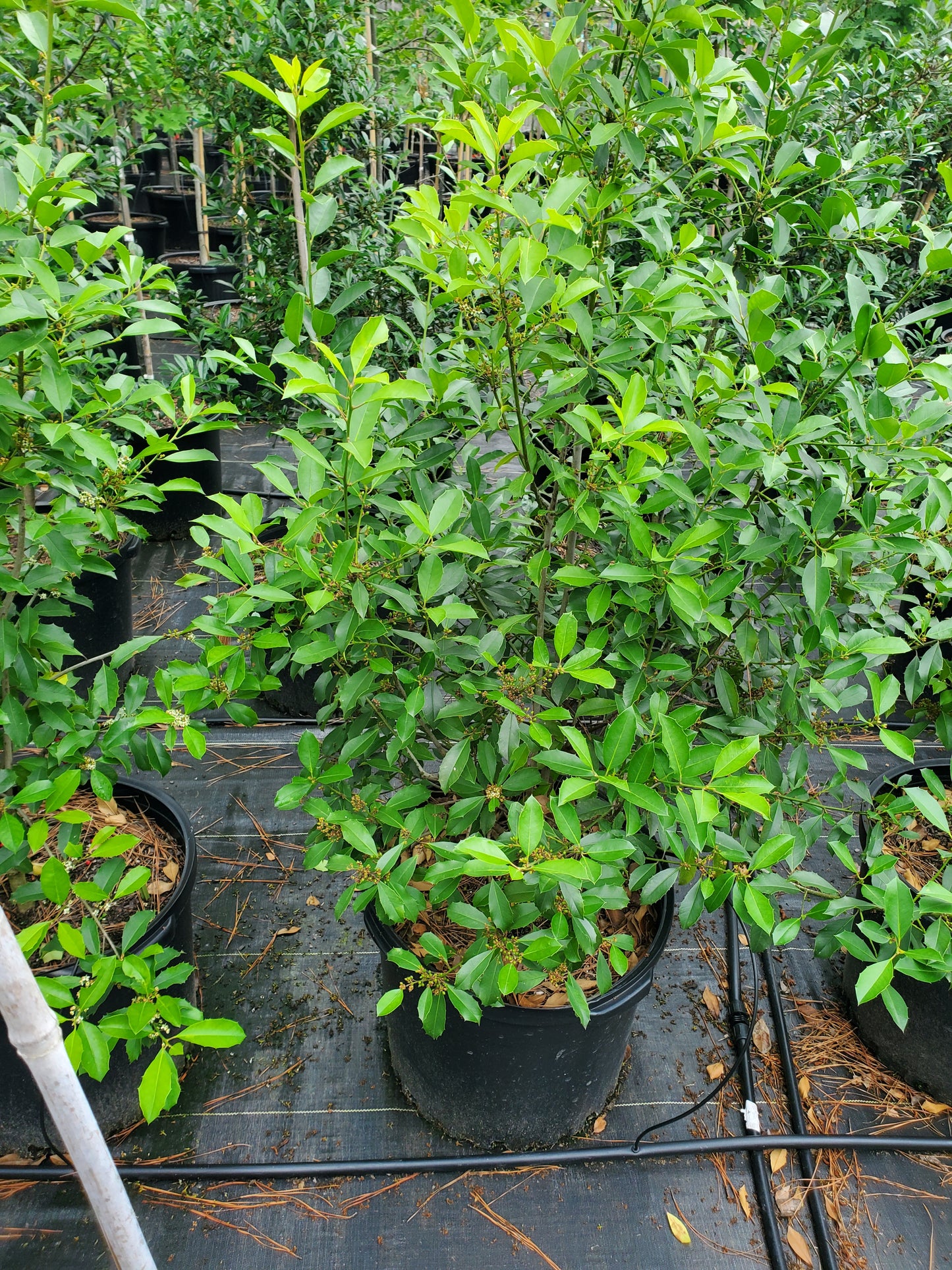 Savannah Holly (Ilex x attenuata 'Savannah')