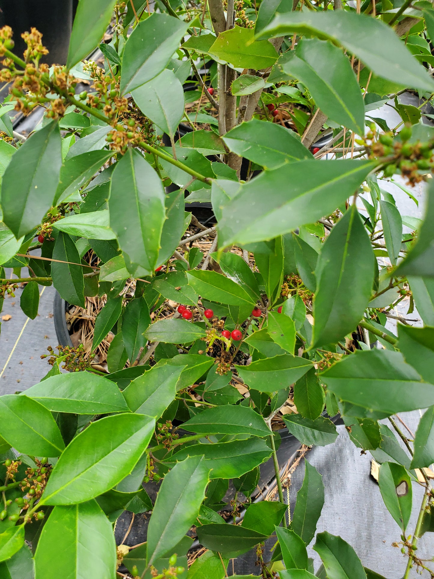 Savannah Holly (Ilex x attenuata 'Savannah')