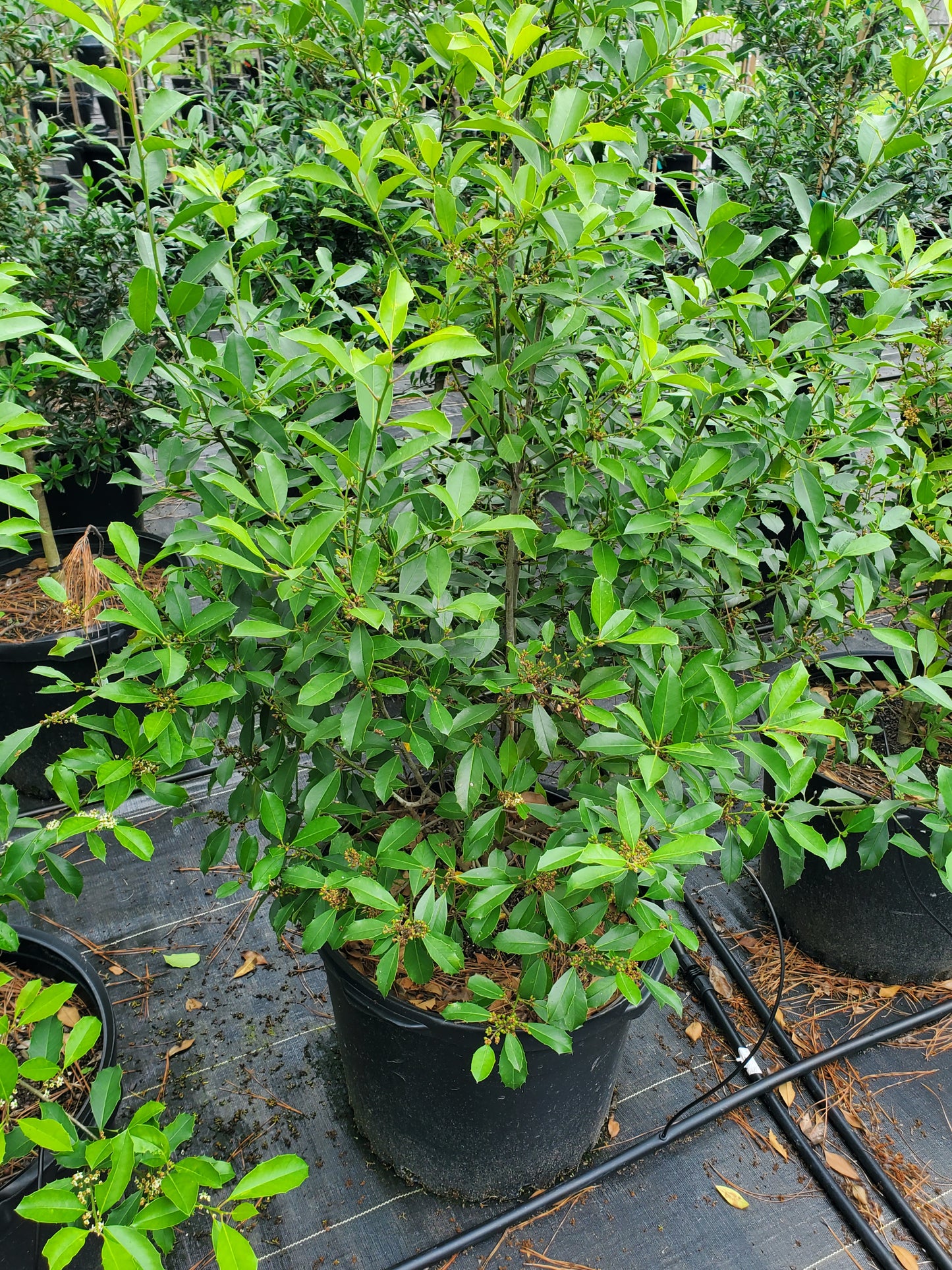 Savannah Holly (Ilex x attenuata 'Savannah')