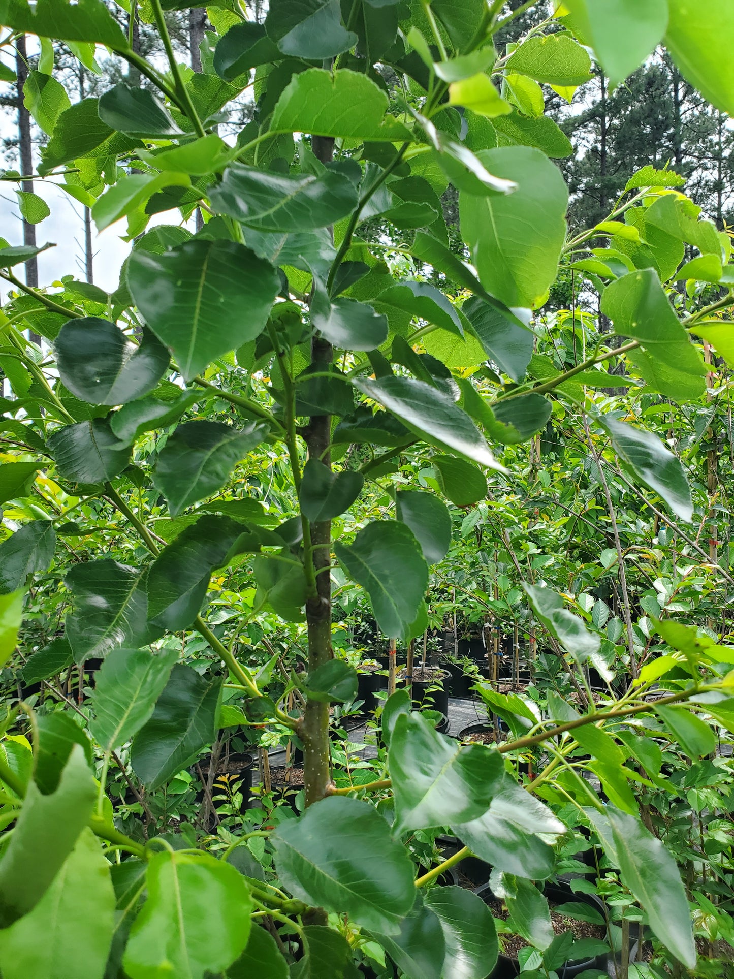 Cleveland Pear Tree Callery Pear Pyrus calleryana Cleveland Select