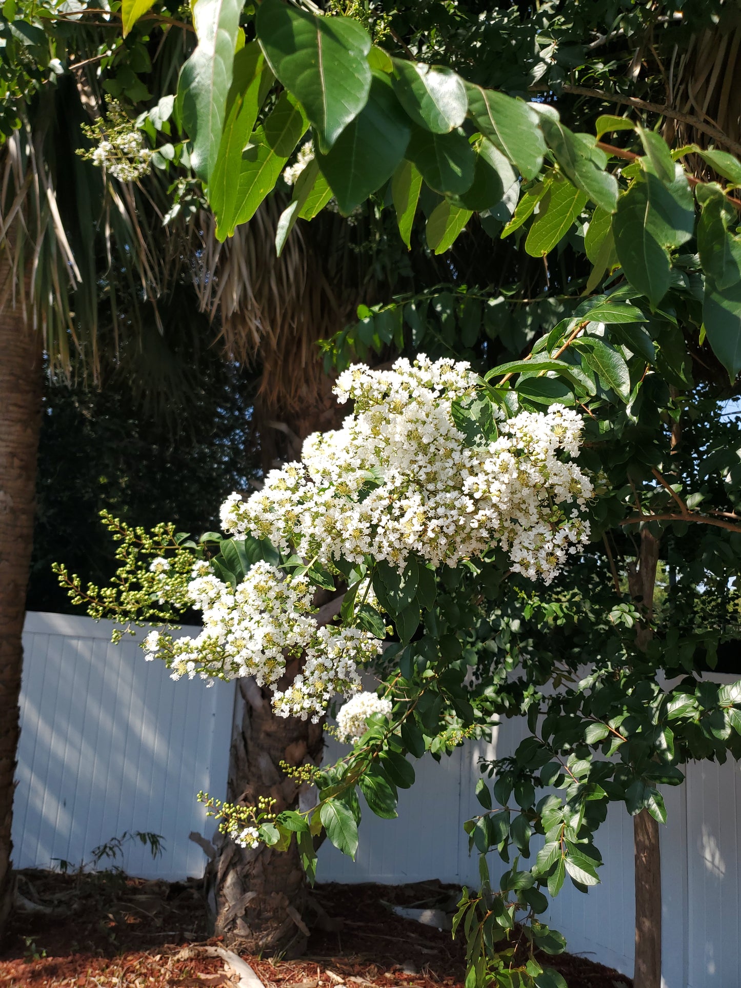 Natchez Crape Myrtle Lagerstroemia fauriei Natchez Japanese Crape Myrtle Color White