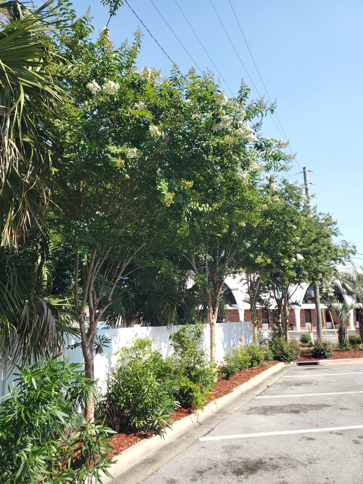 Natchez Crape Myrtle Lagerstroemia fauriei Natchez Japanese Crape Myrtle Color White