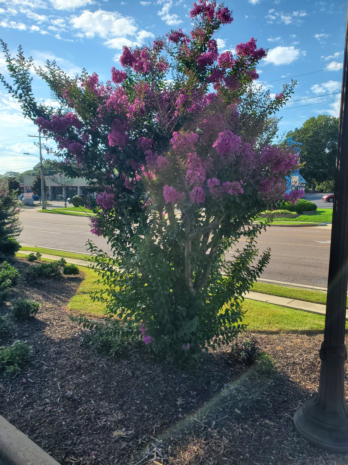Autauga' Crape Myrtle Autauga Lagerstroemia ' Color Purple