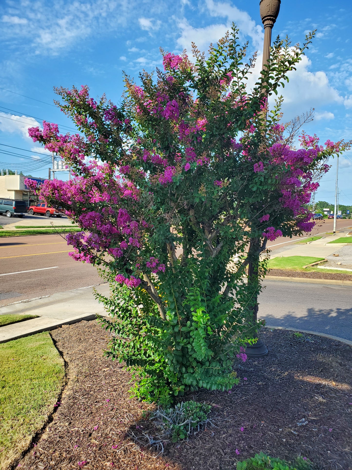 Autauga' Crape Myrtle Autauga Lagerstroemia ' Color Purple