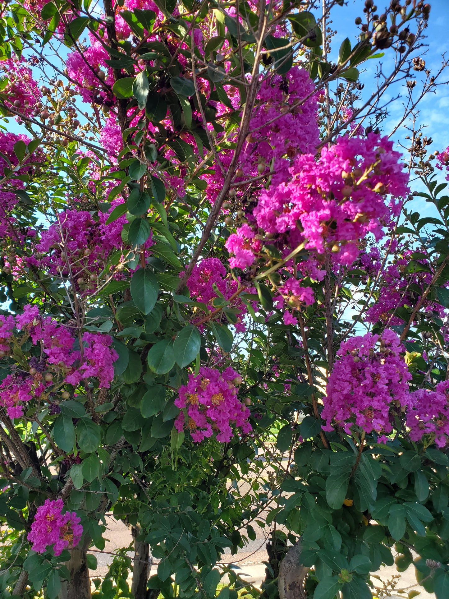 Autauga' Crape Myrtle Autauga Lagerstroemia ' Color Purple