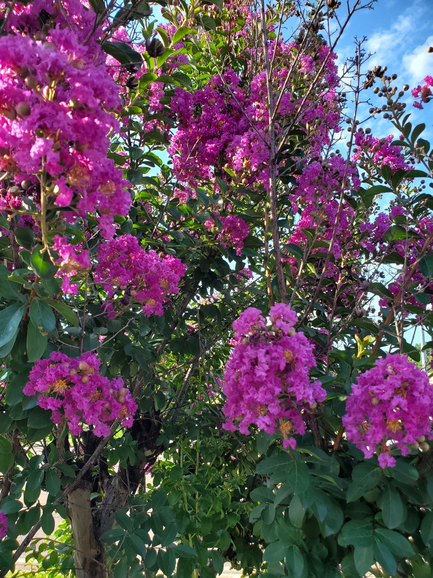 Autauga' Crape Myrtle Autauga Lagerstroemia ' Color Purple