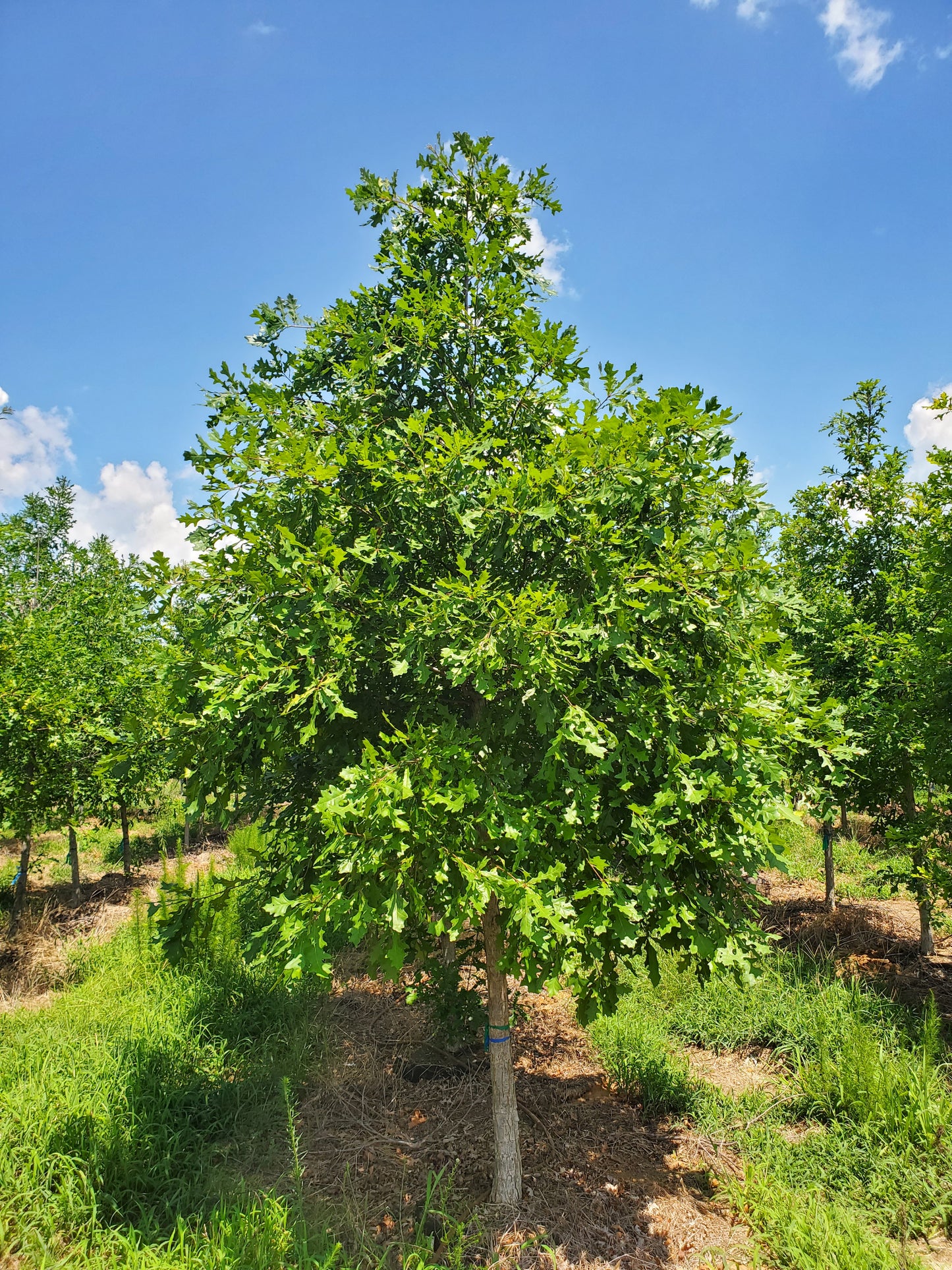 Overcup Oak Quercus lyrata