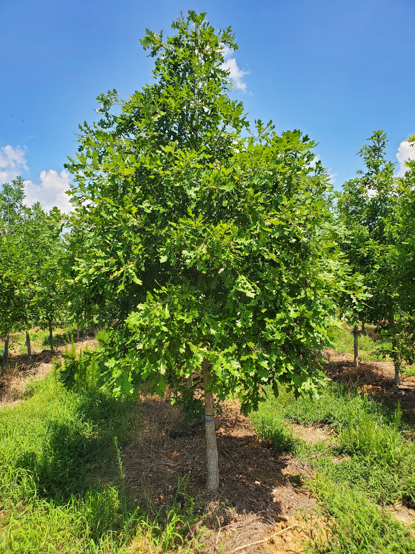 Overcup Oak Quercus lyrata