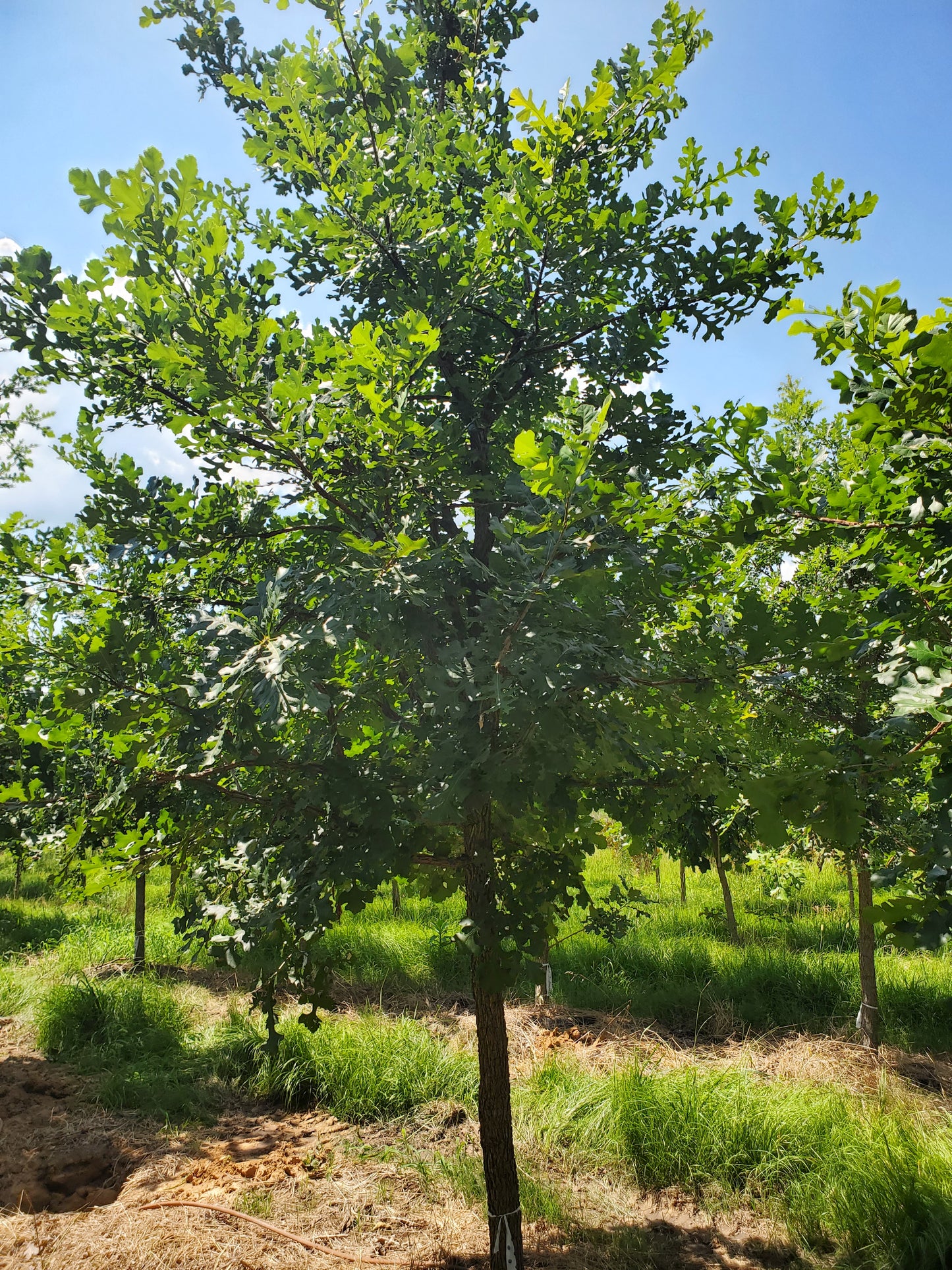Nuttall Oak Tree Quercus texana Quercus nuttallii