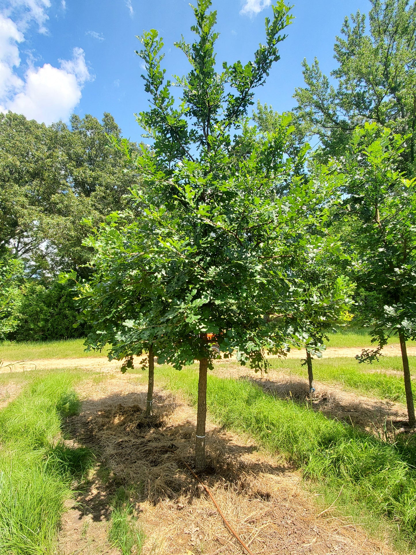Nuttall Oak Tree Quercus texana Quercus nuttallii