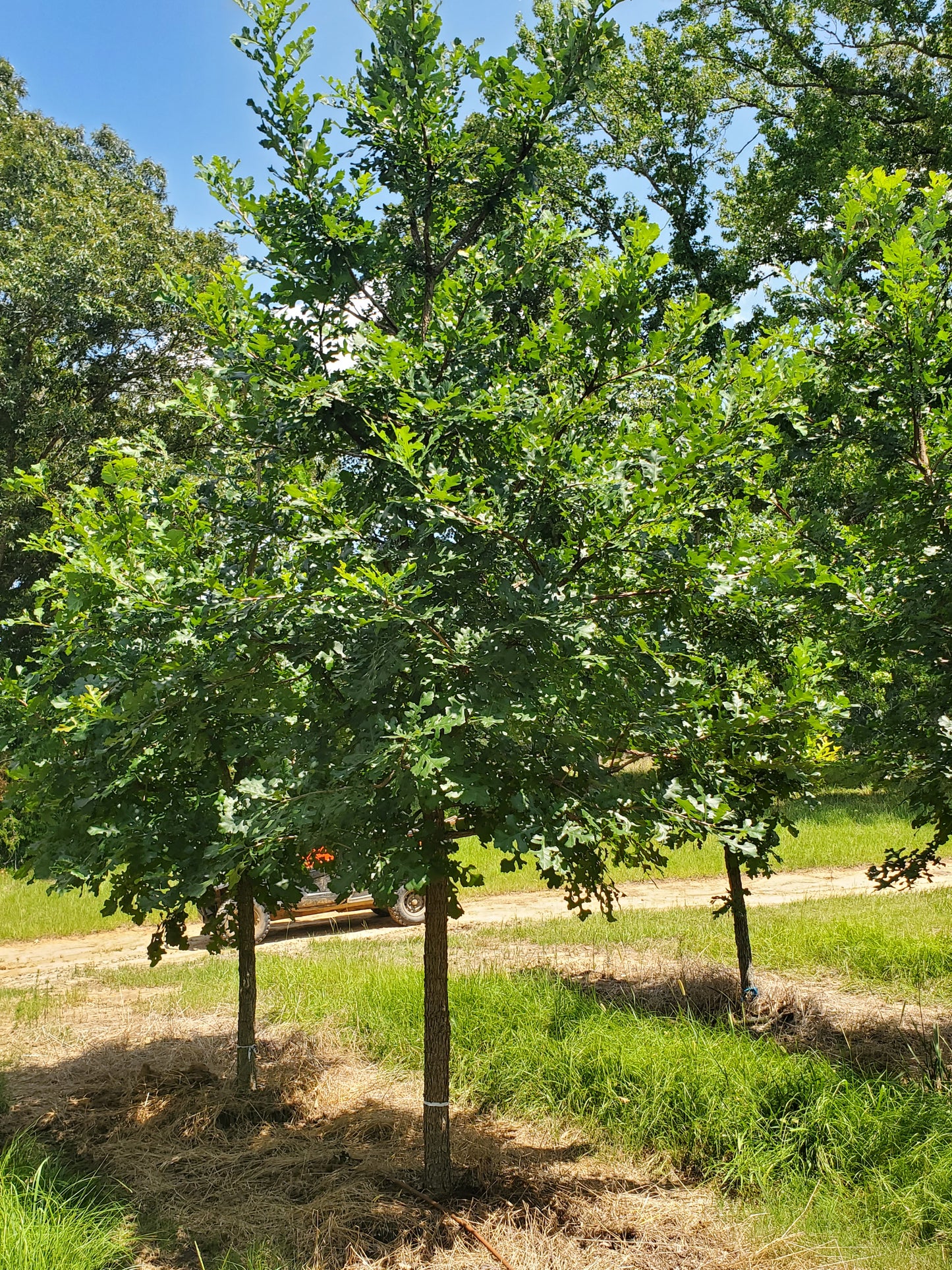 Nuttall Oak Tree Quercus texana Quercus nuttallii