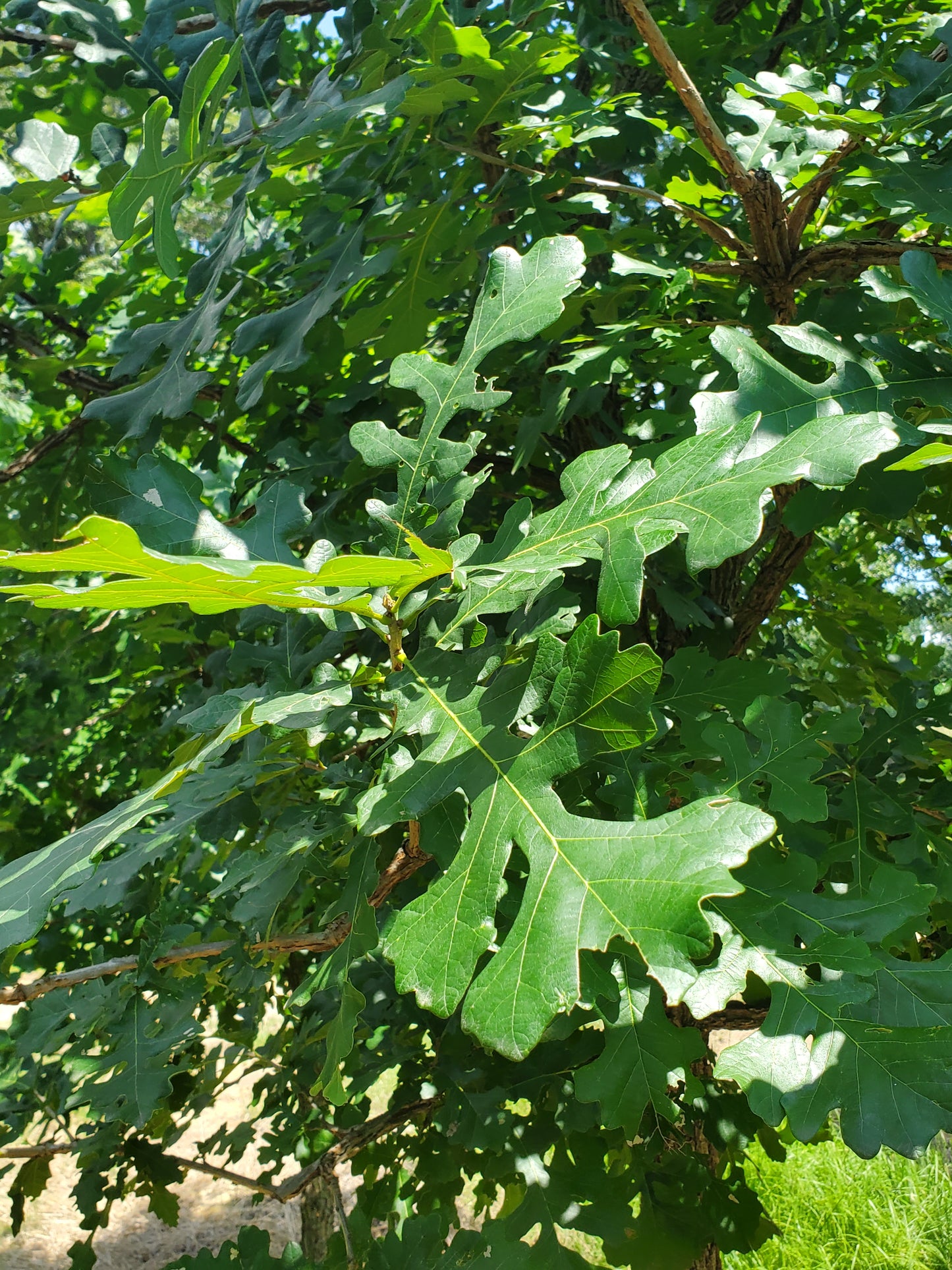 Nuttall Oak Tree Quercus texana Quercus nuttallii