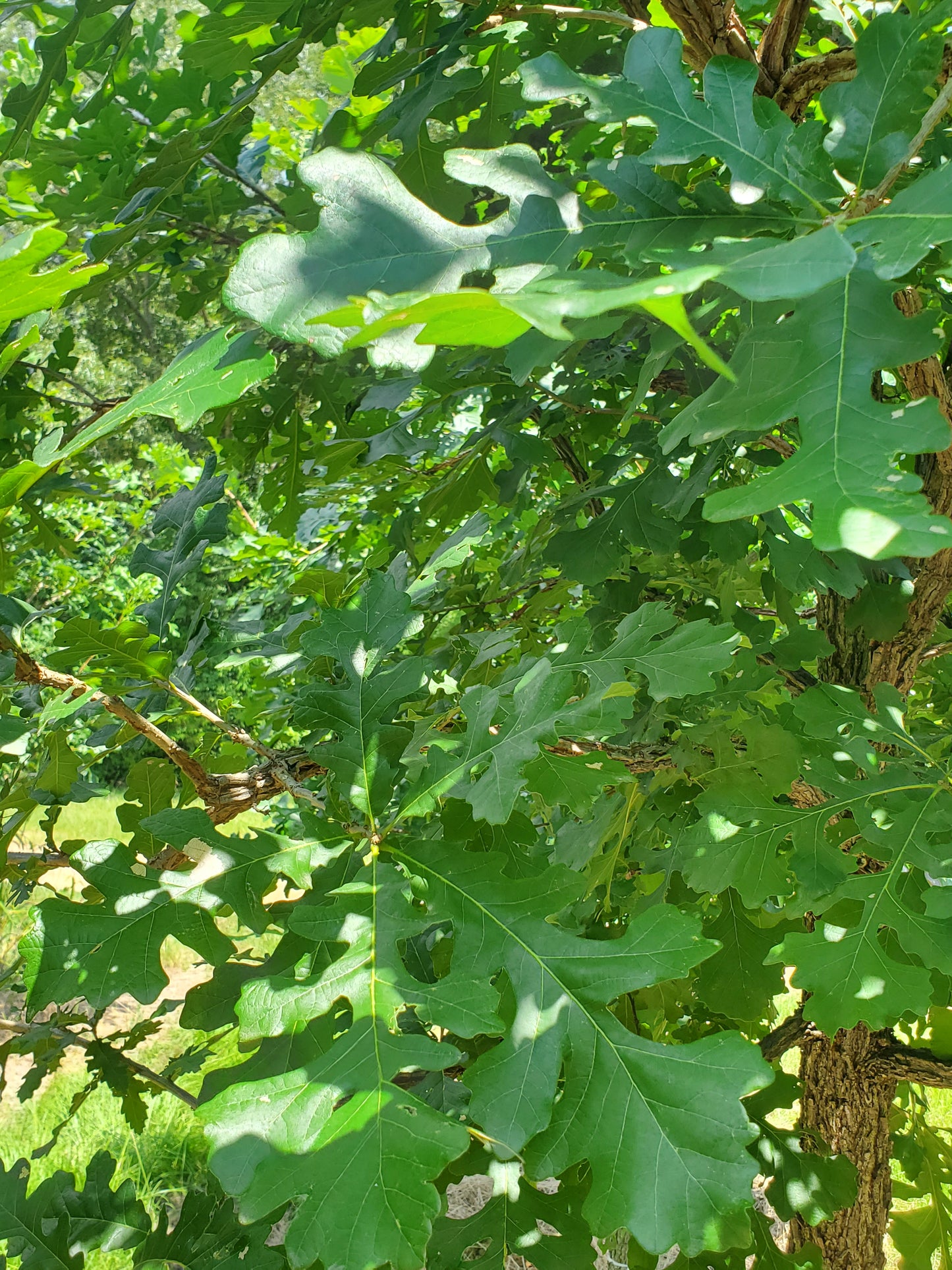 Nuttall Oak Tree Quercus texana Quercus nuttallii