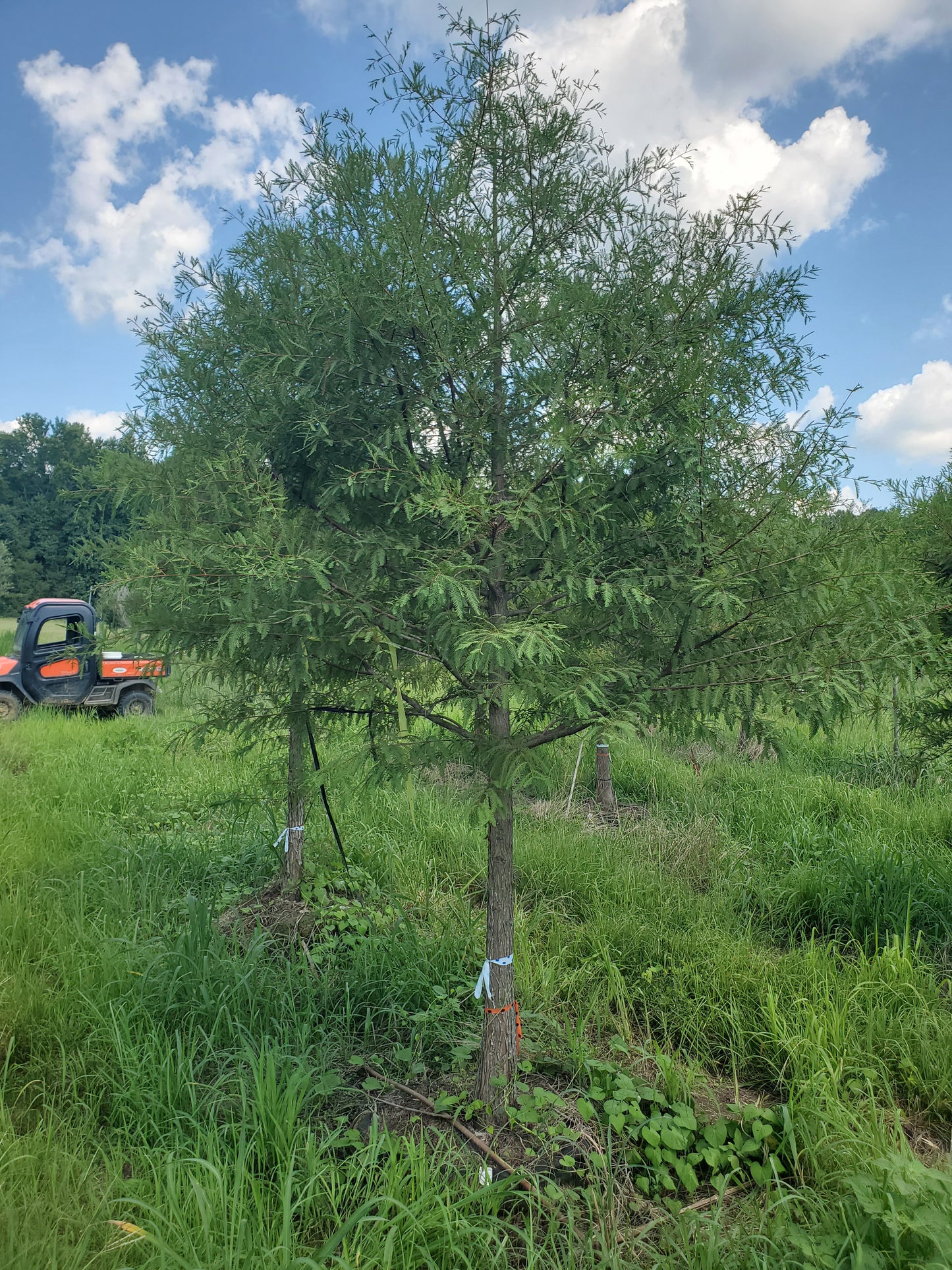 Bald Cypress Taxodium distichum
