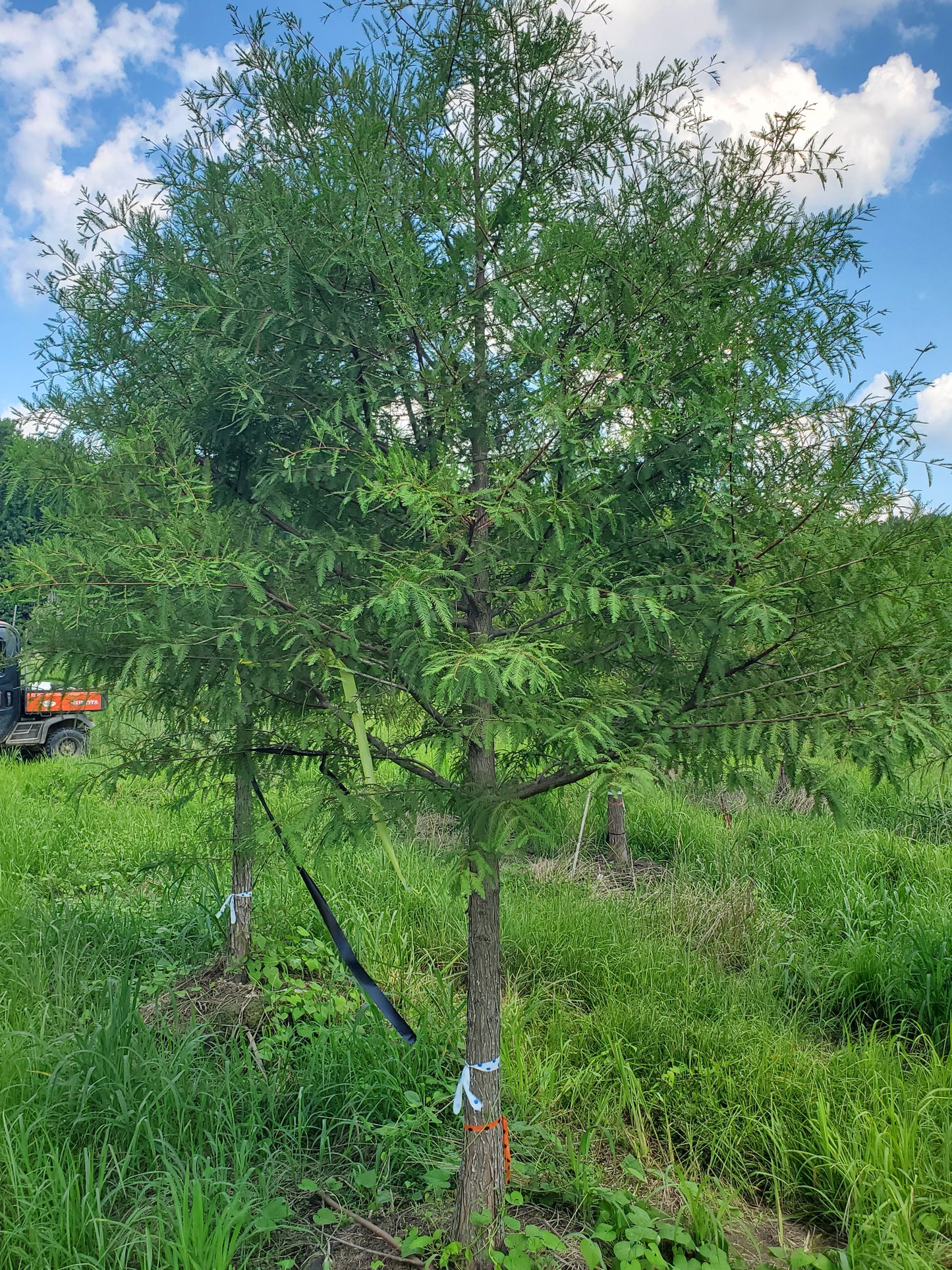 Bald Cypress Taxodium distichum