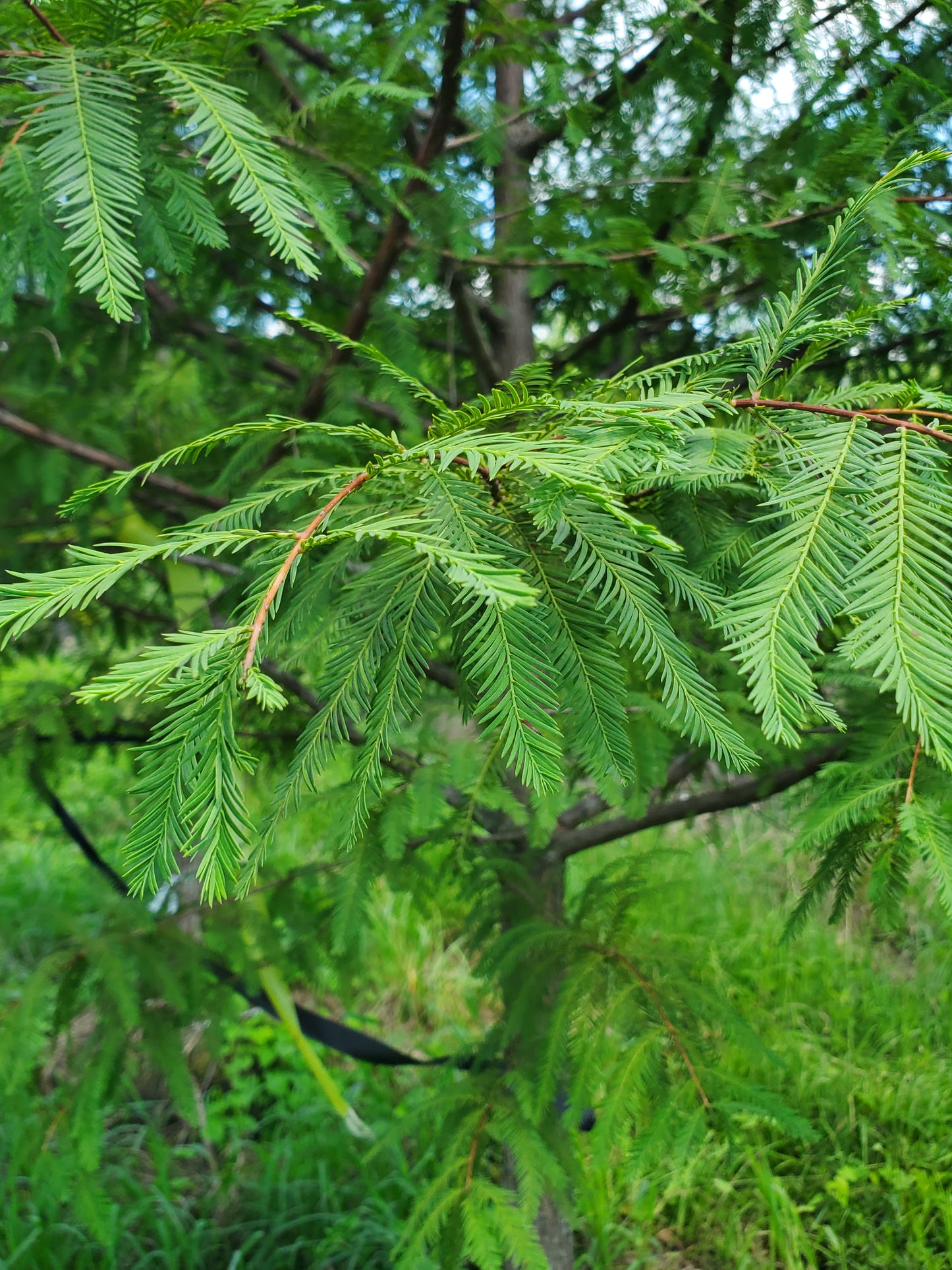 Bald Cypress Taxodium distichum