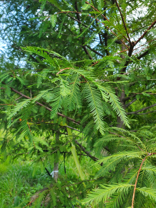 Bald Cypress Taxodium distichum