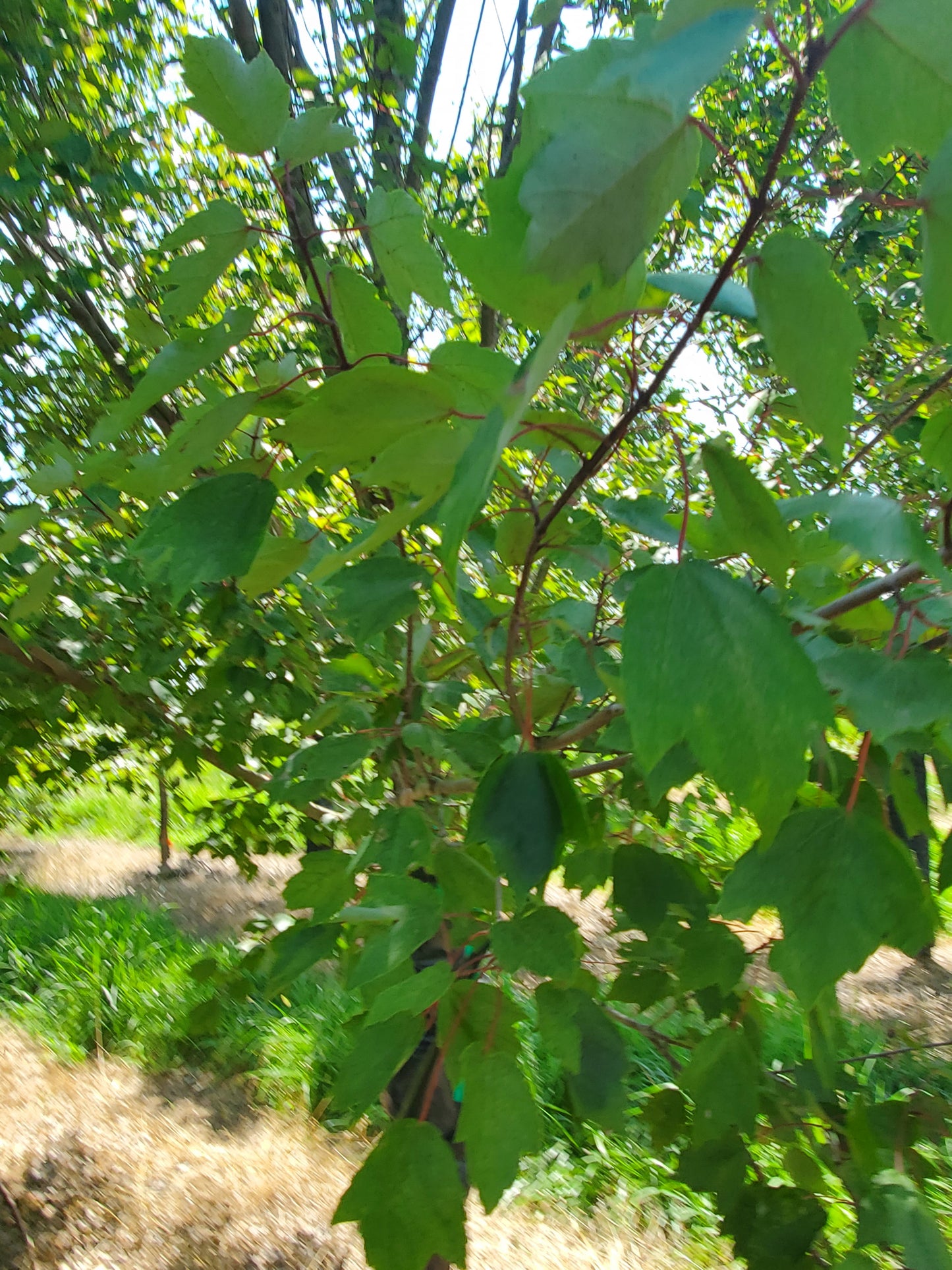 Summer Red Maple 'Acer Rubrum 'HOSR'