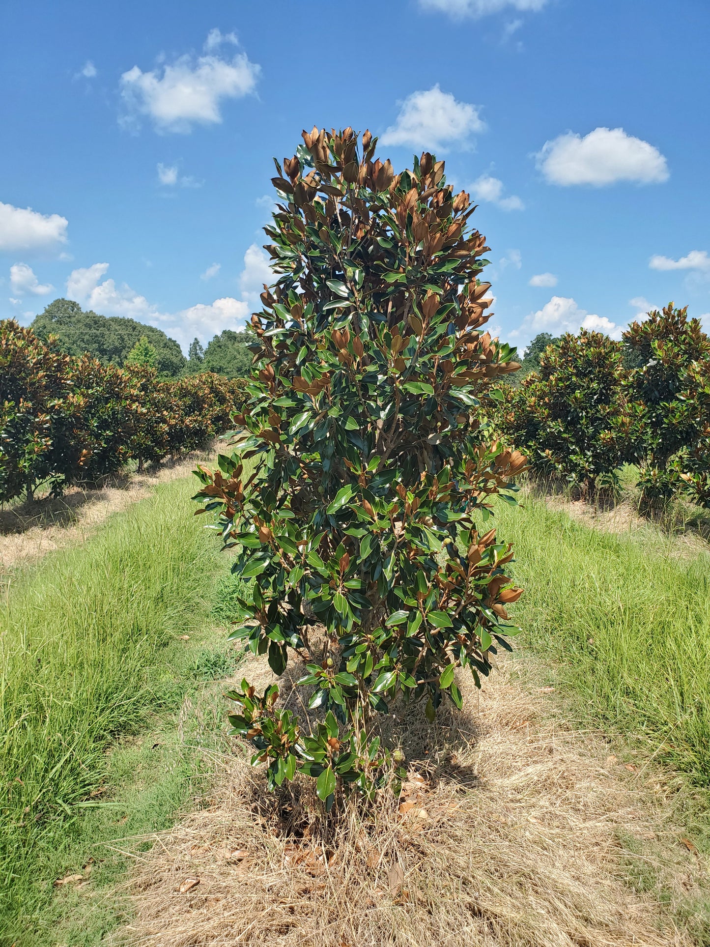 'Little Gem'®, Southern Magnolia Magnolia grandiflora 'Little Gem' Southern Magnolia