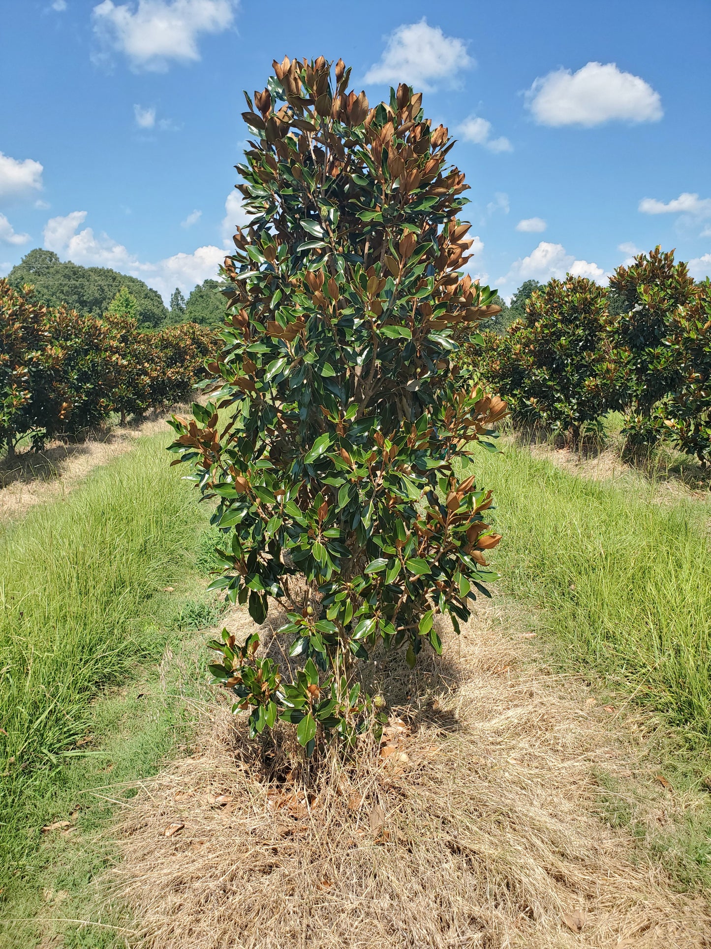 'Little Gem'®, Southern Magnolia Magnolia grandiflora 'Little Gem' Southern Magnolia