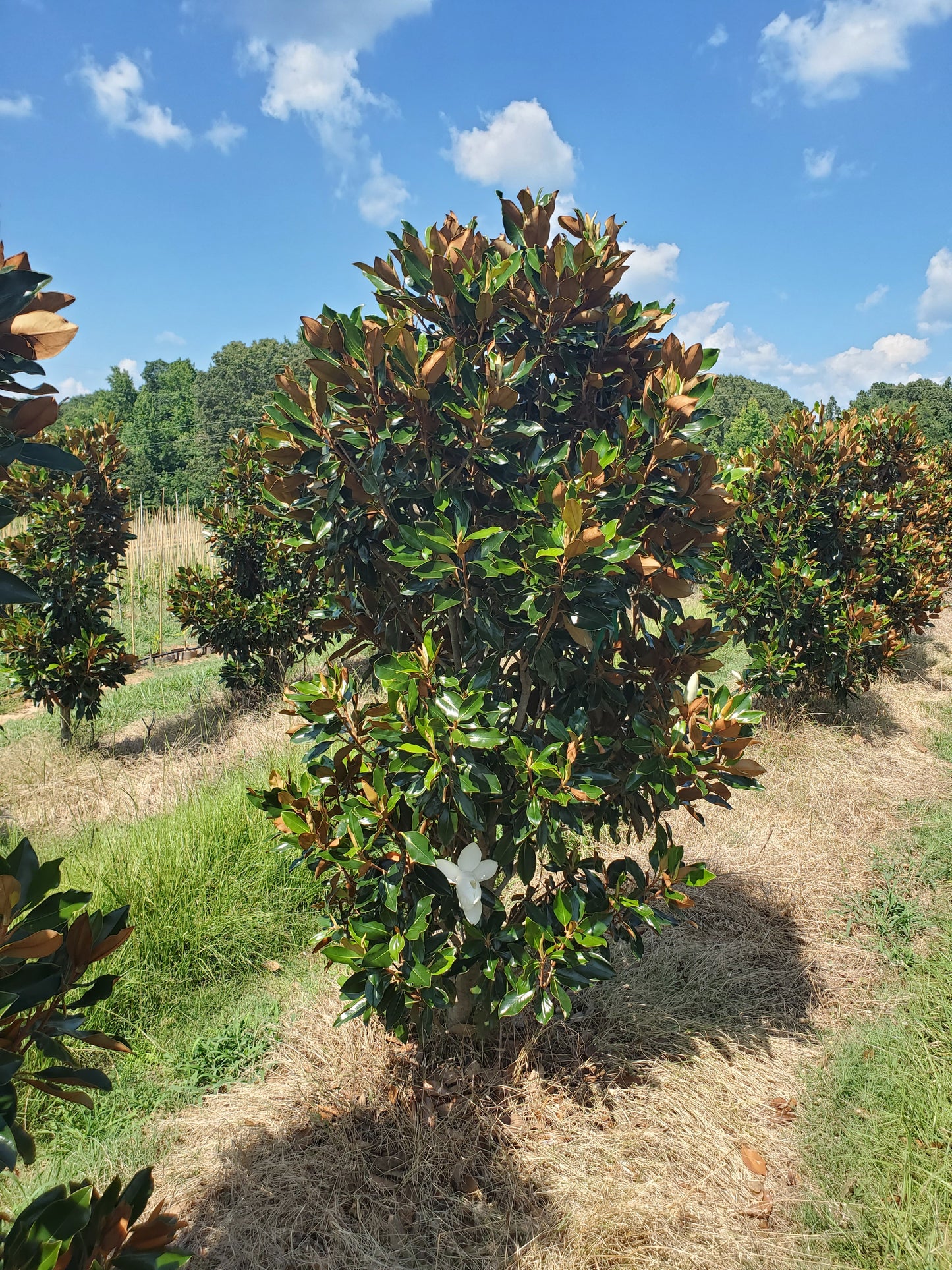 'Little Gem'®, Southern Magnolia Magnolia grandiflora 'Little Gem' Southern Magnolia