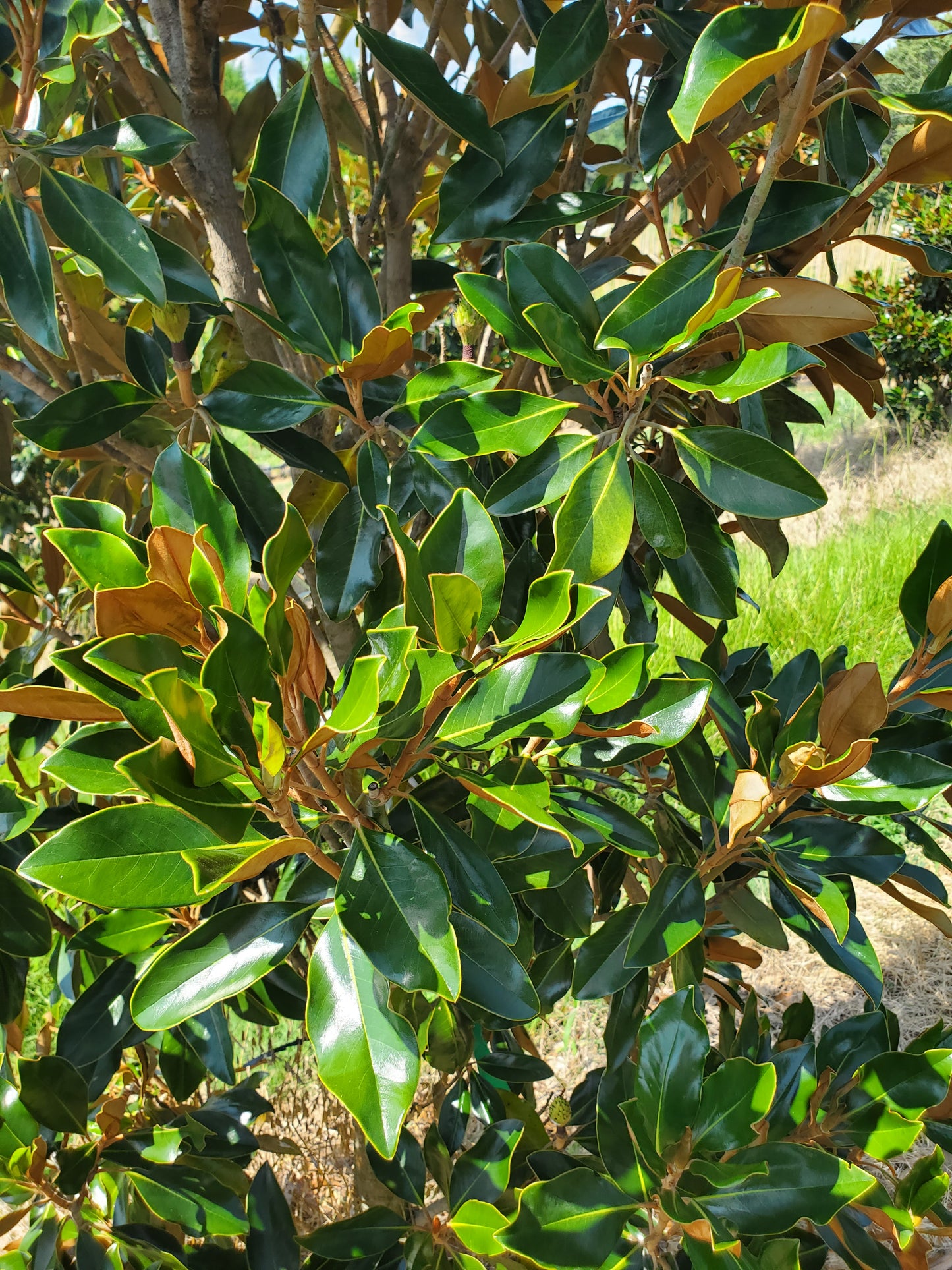 'Little Gem'®, Southern Magnolia Magnolia grandiflora 'Little Gem' Southern Magnolia