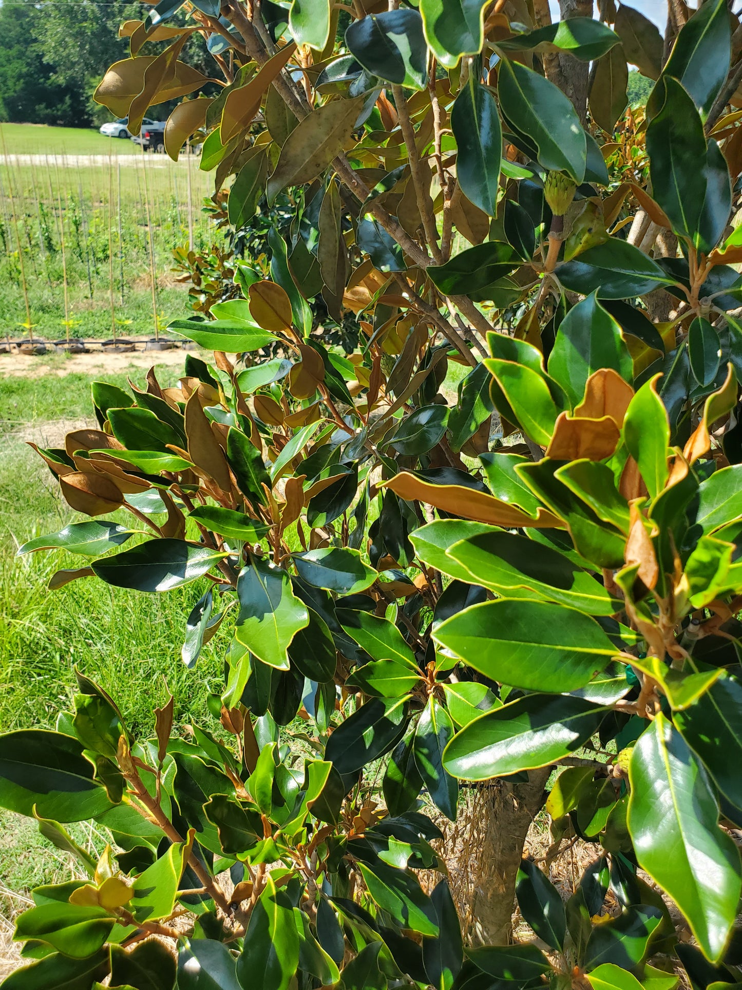 'Little Gem'®, Southern Magnolia Magnolia grandiflora 'Little Gem' Southern Magnolia