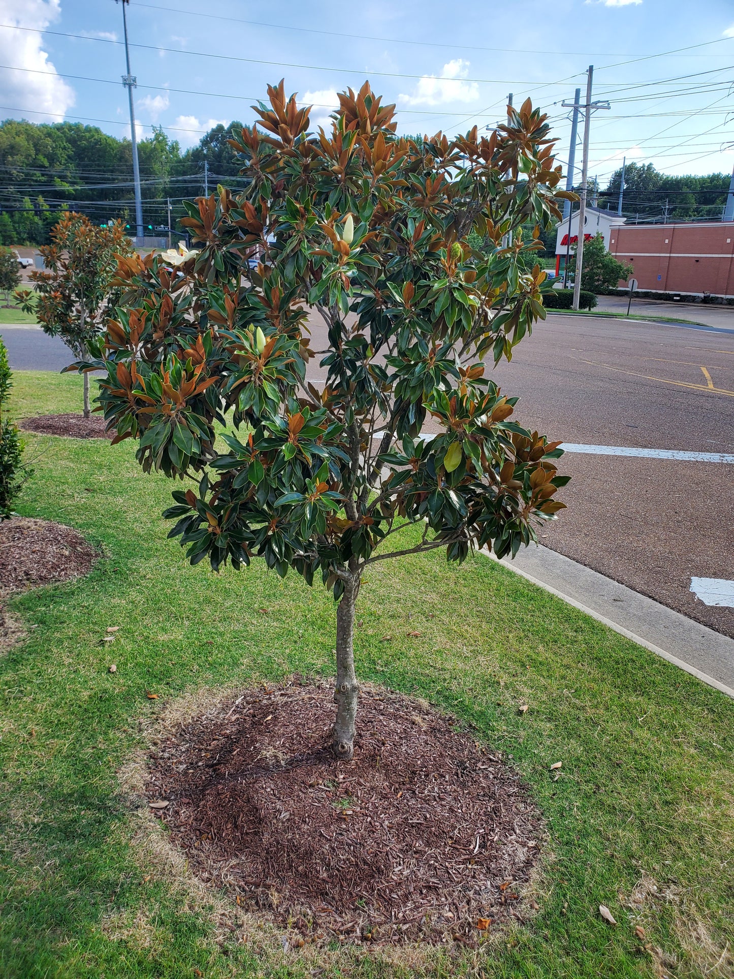 'Little Gem'®, Southern Magnolia Magnolia grandiflora 'Little Gem' Southern Magnolia