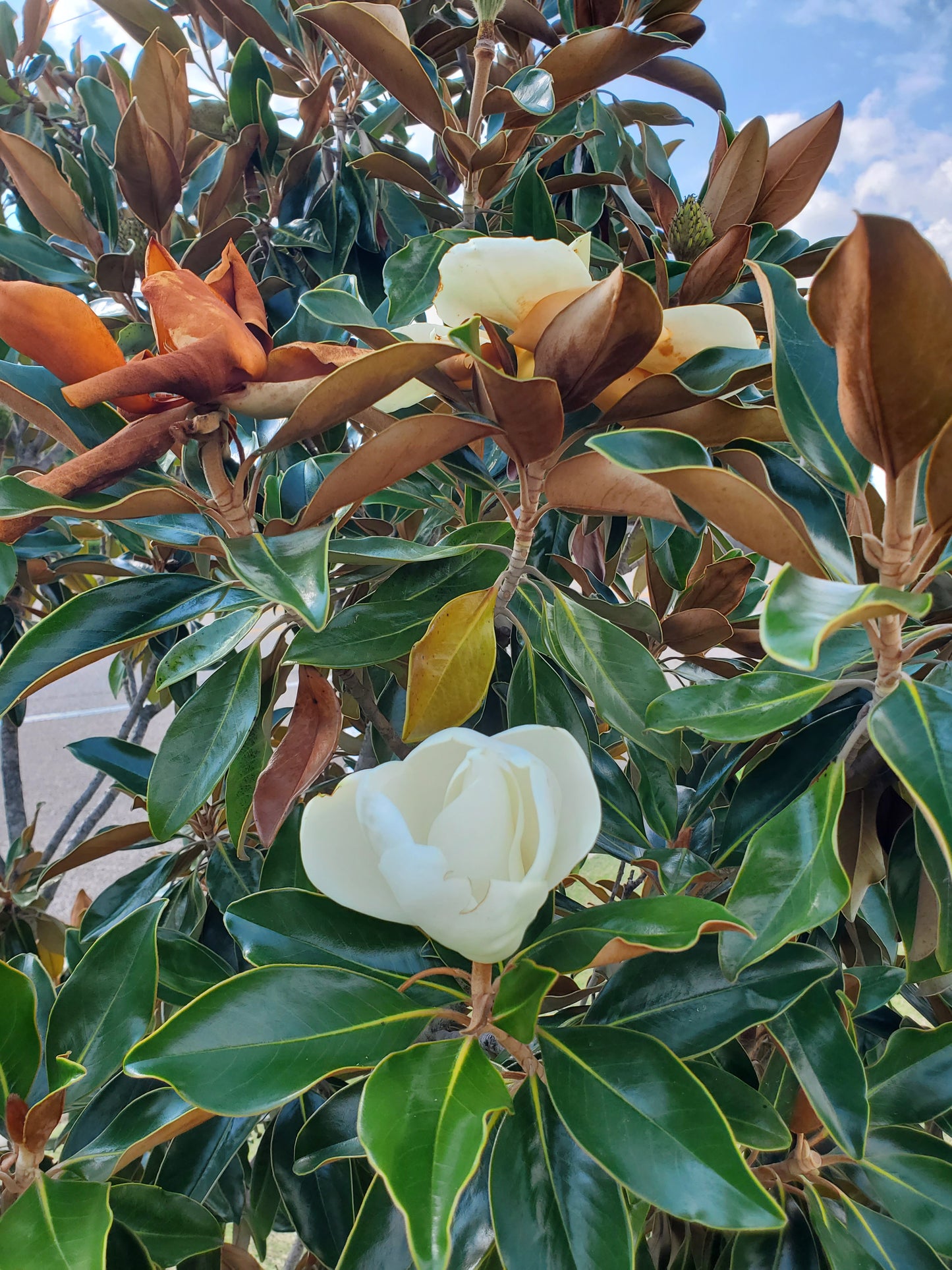 'Little Gem'®, Southern Magnolia Magnolia grandiflora 'Little Gem' Southern Magnolia