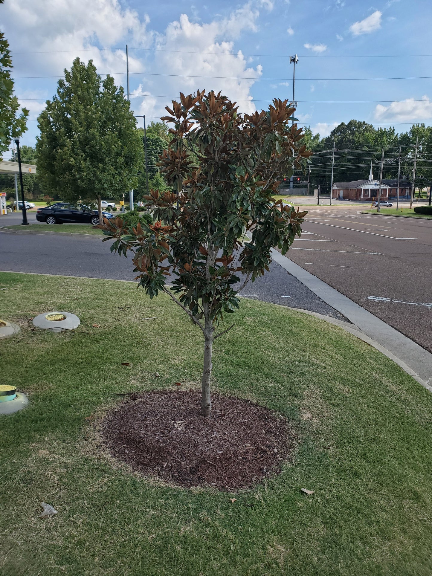 'Little Gem'®, Southern Magnolia Magnolia grandiflora 'Little Gem' Southern Magnolia