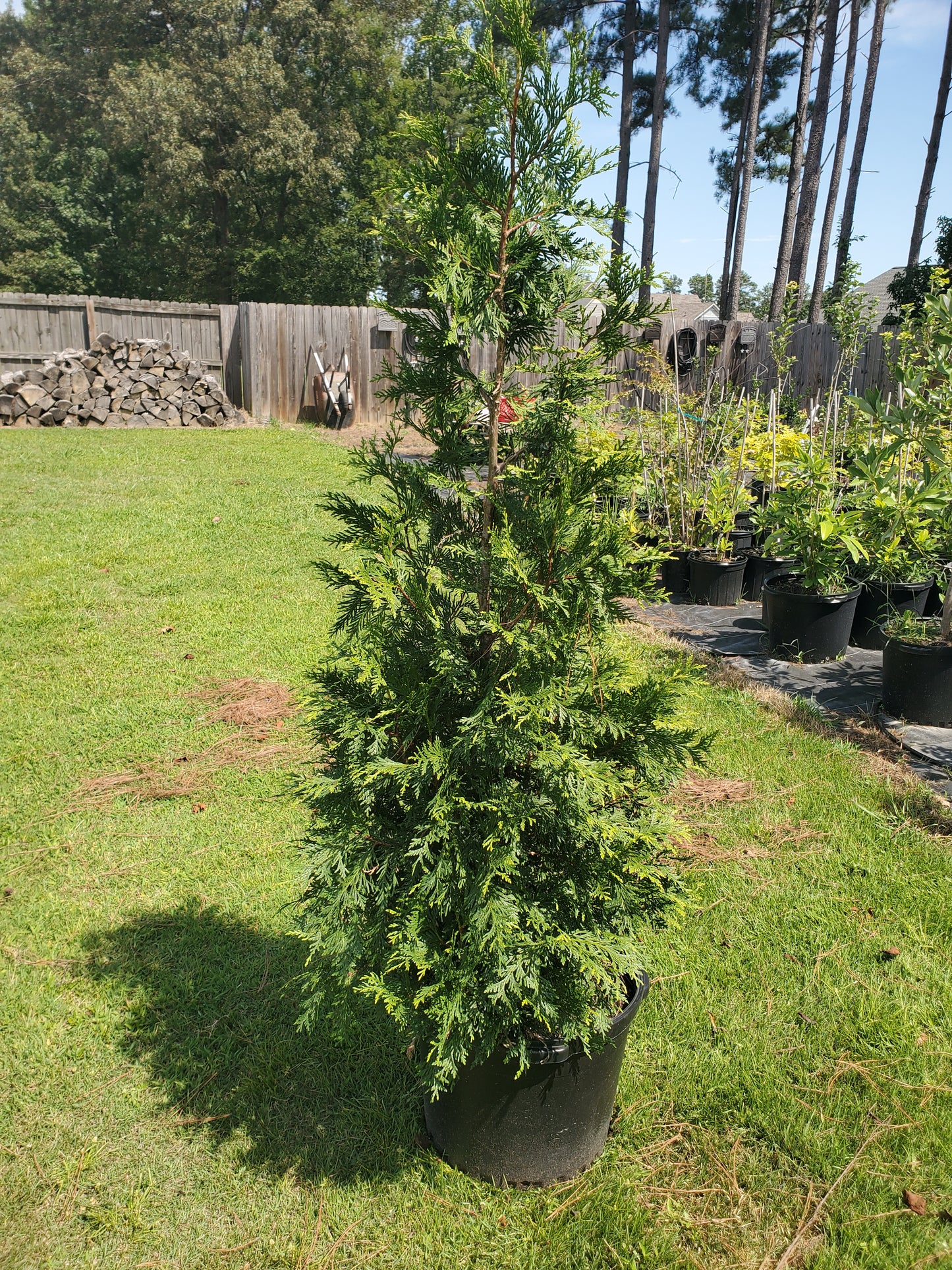 Arborvitae Green Giant Thuja plicata Western Red Cedar