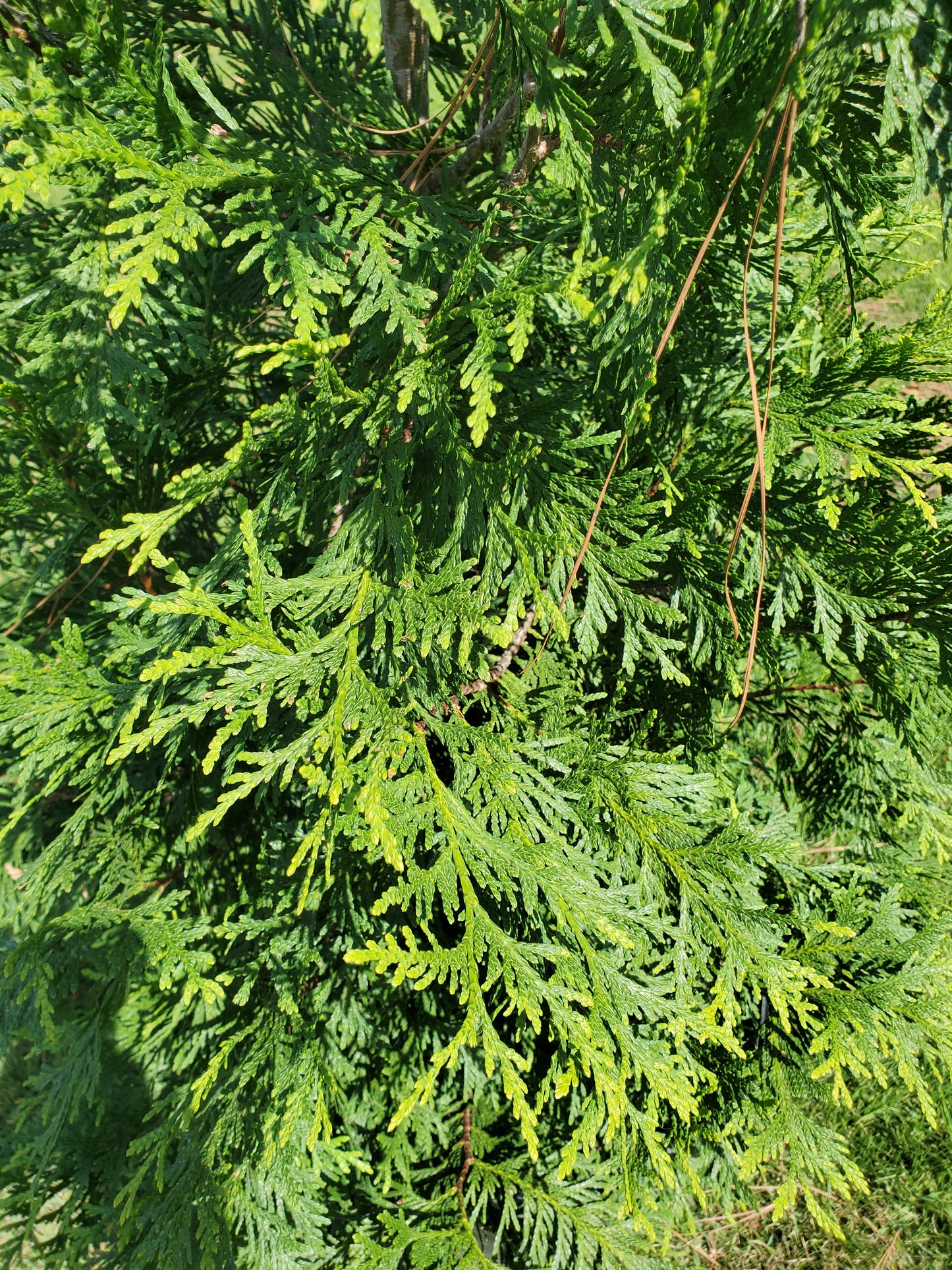 Arborvitae Green Giant Thuja plicata Western Red Cedar