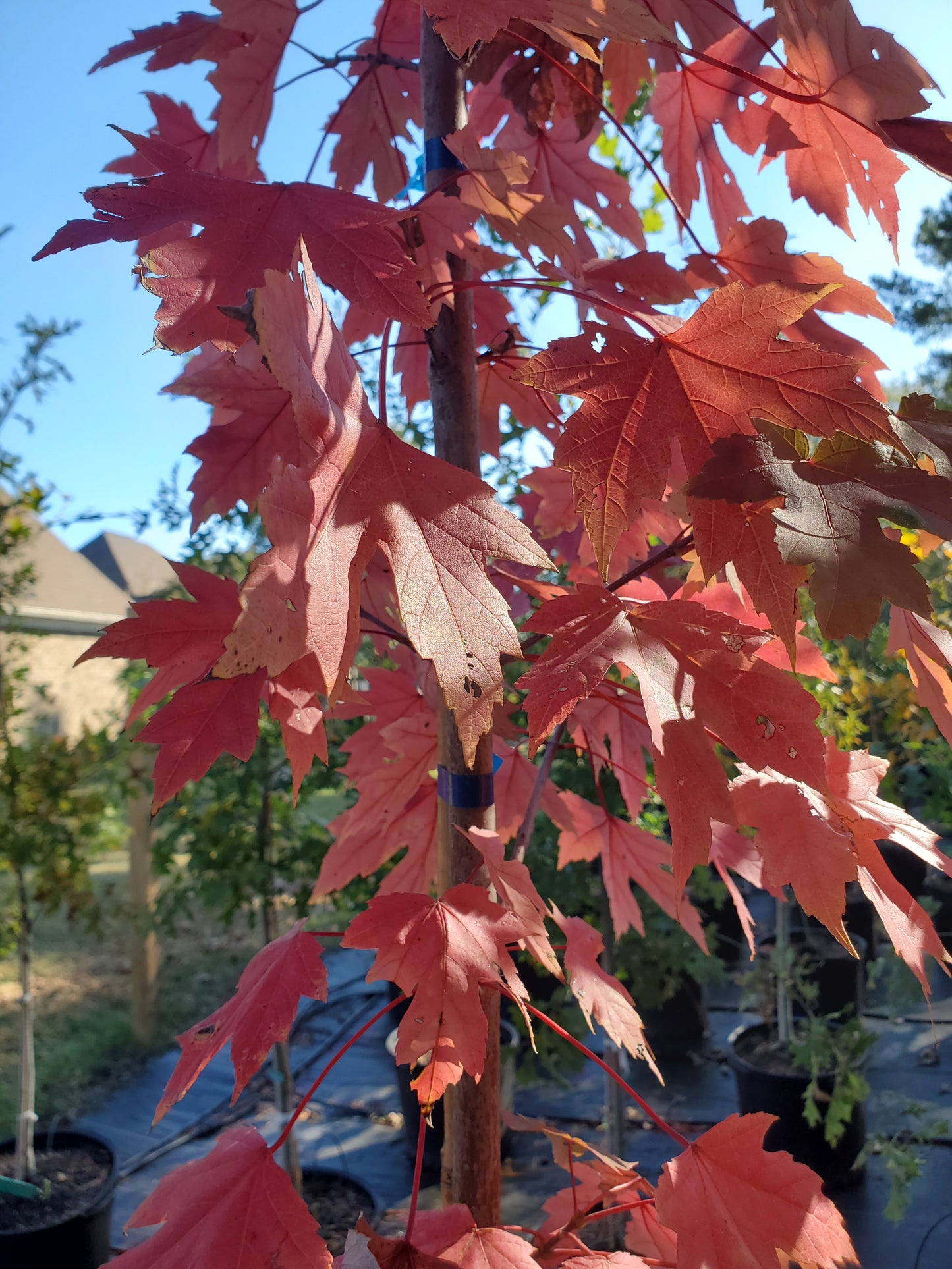 Autumn Blaze Red Maple ('Acer x freemanii 'Jeffersred' Freeman Red Maple)