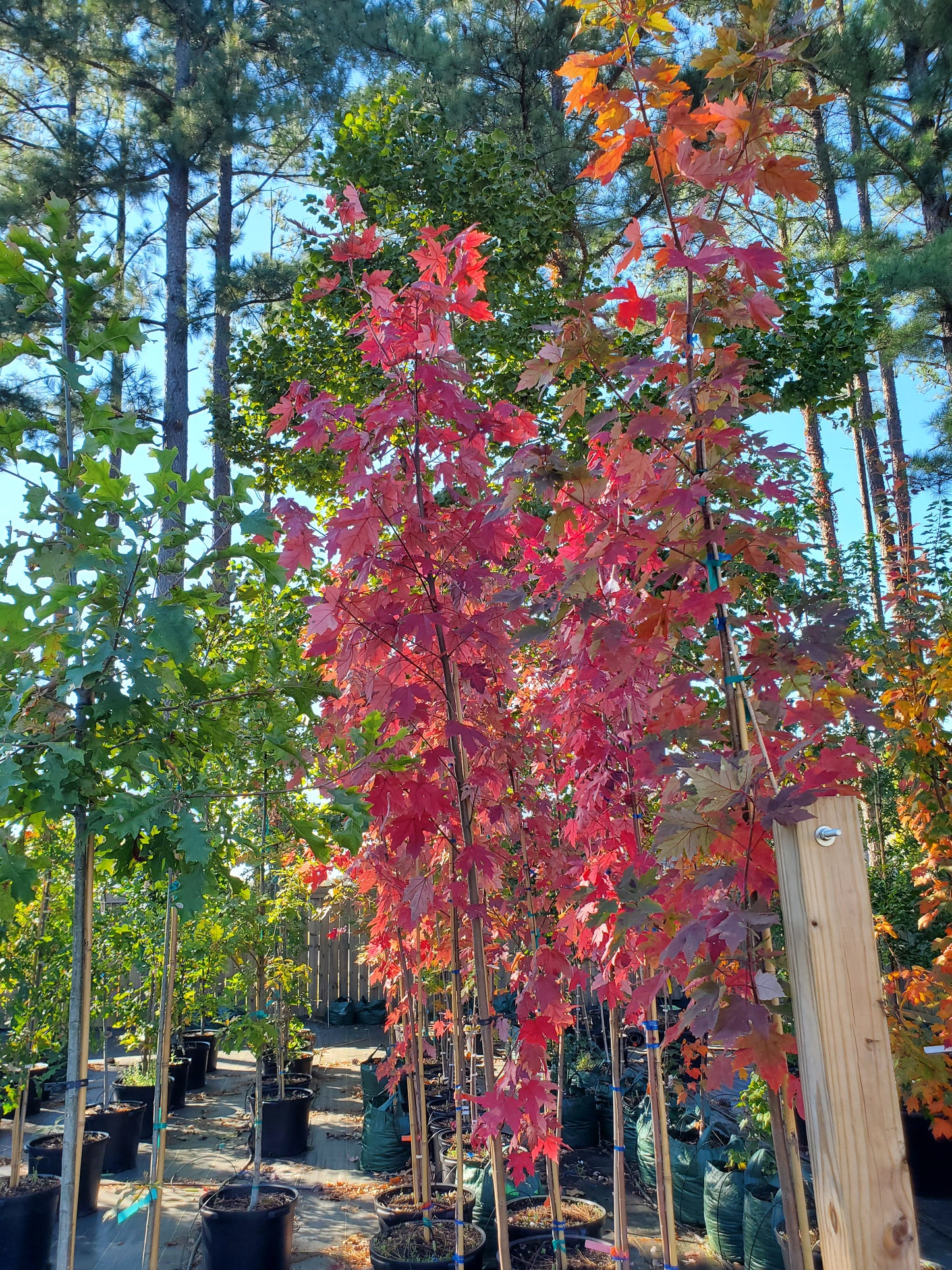 Autumn Blaze Red Maple ('Acer x freemanii 'Jeffersred' Freeman Red Maple)