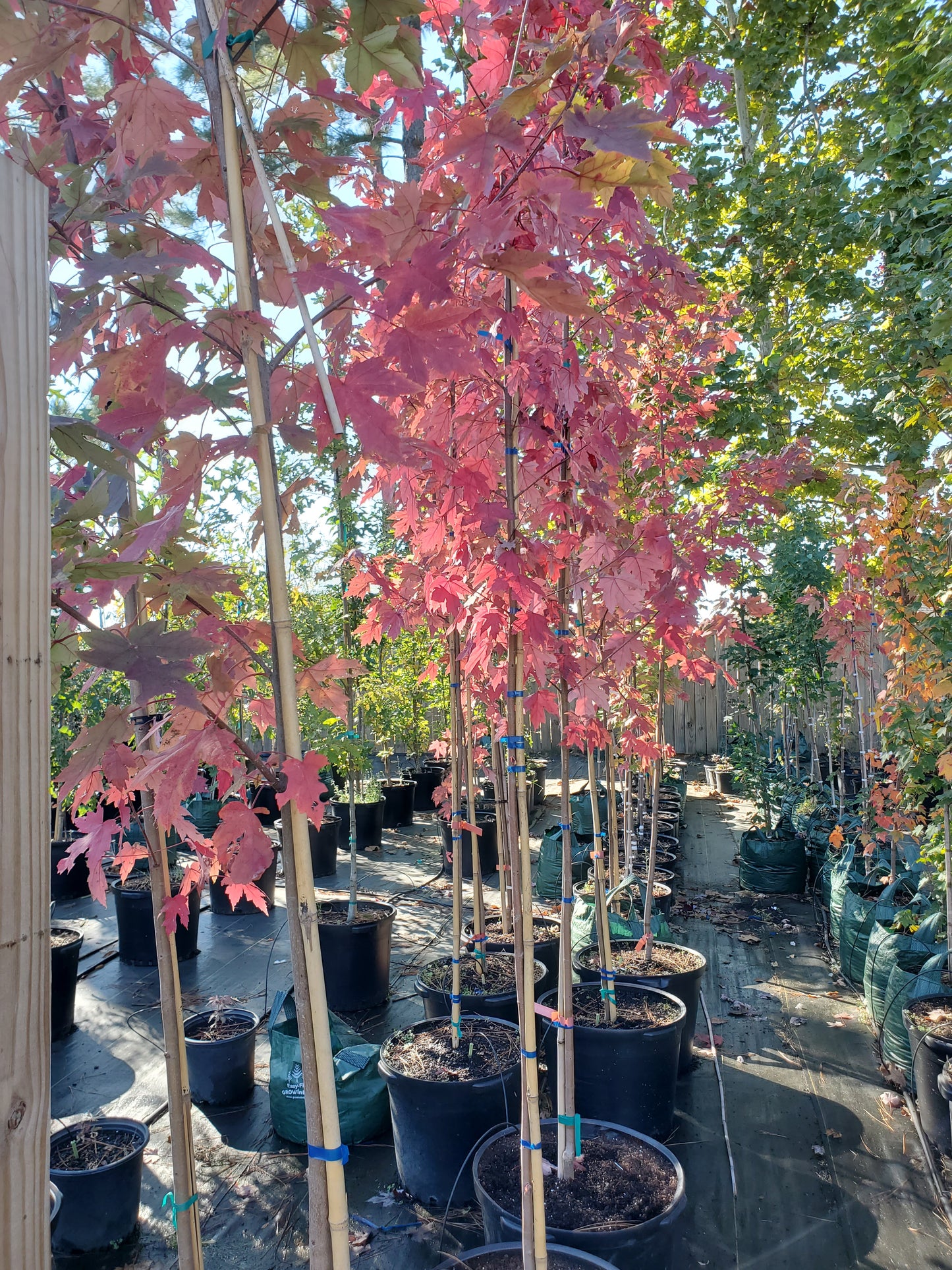Autumn Blaze Red Maple ('Acer x freemanii 'Jeffersred' Freeman Red Maple)