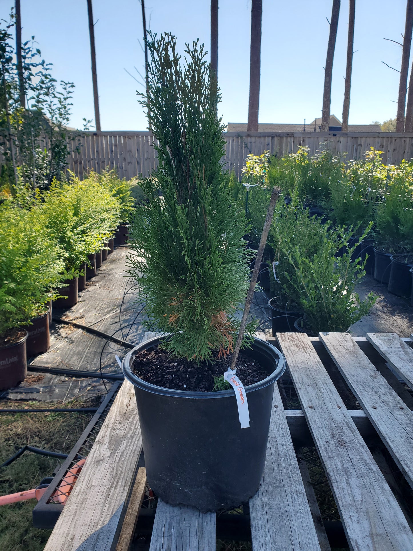 Arborvitae Emerald Green Thuja occidentalis Smaragd False White Cedar