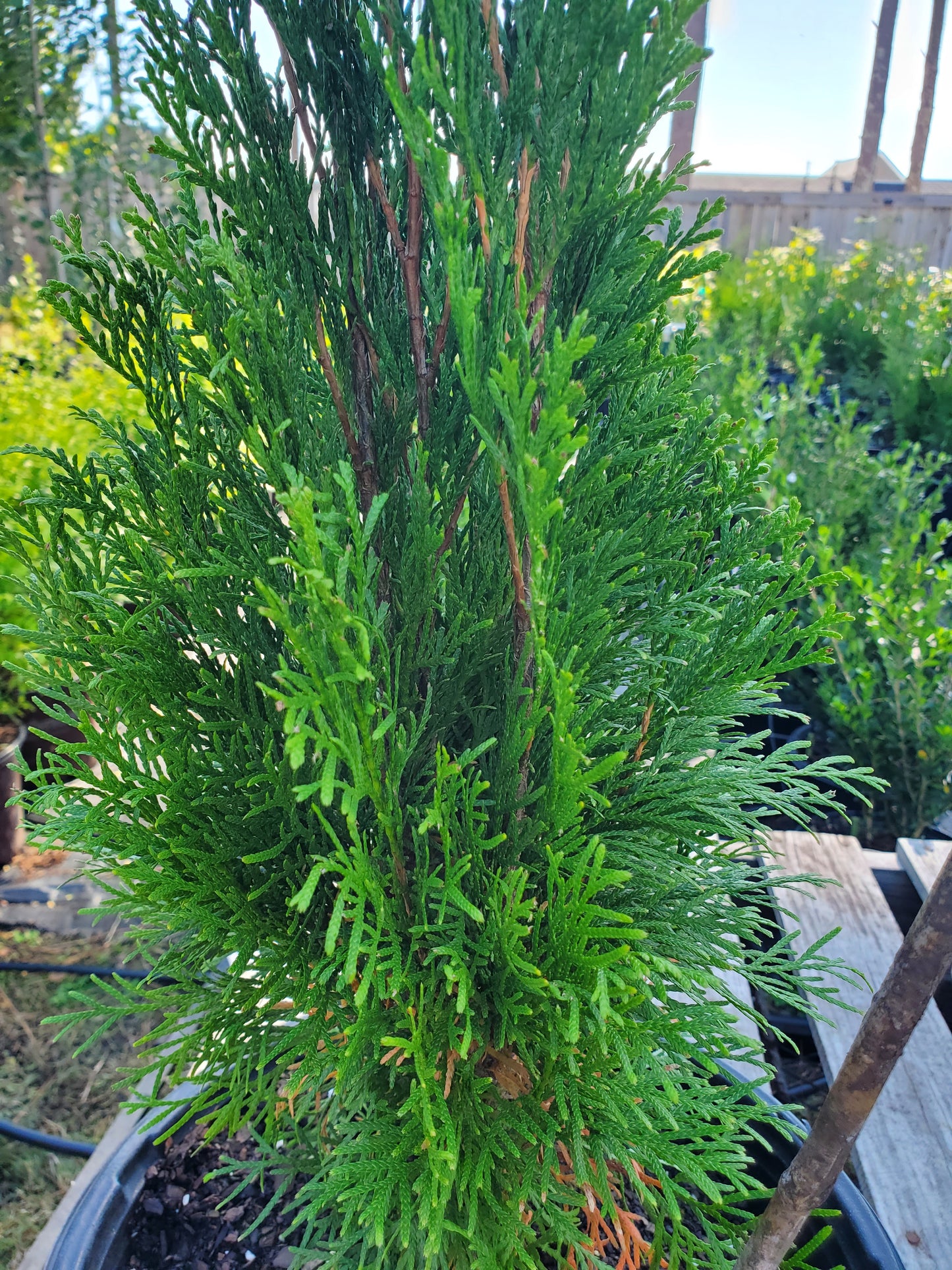 Thuja occidentalis 'Smaragd', Arborvitae 'Emerald Green', False White Cedar