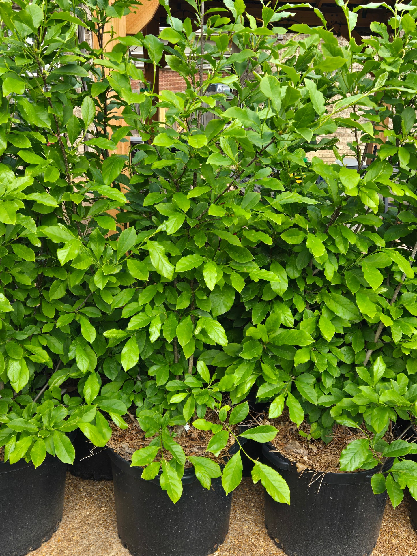 Jane Magnolia 'Magnolia 'Jane' Deciduous Magnolia
