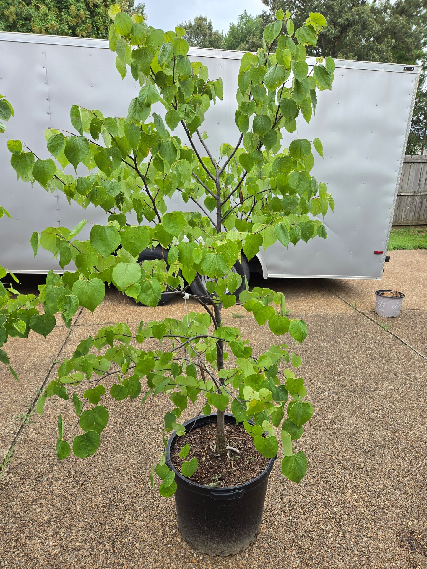 Eastern Redbud Cercis canadensis