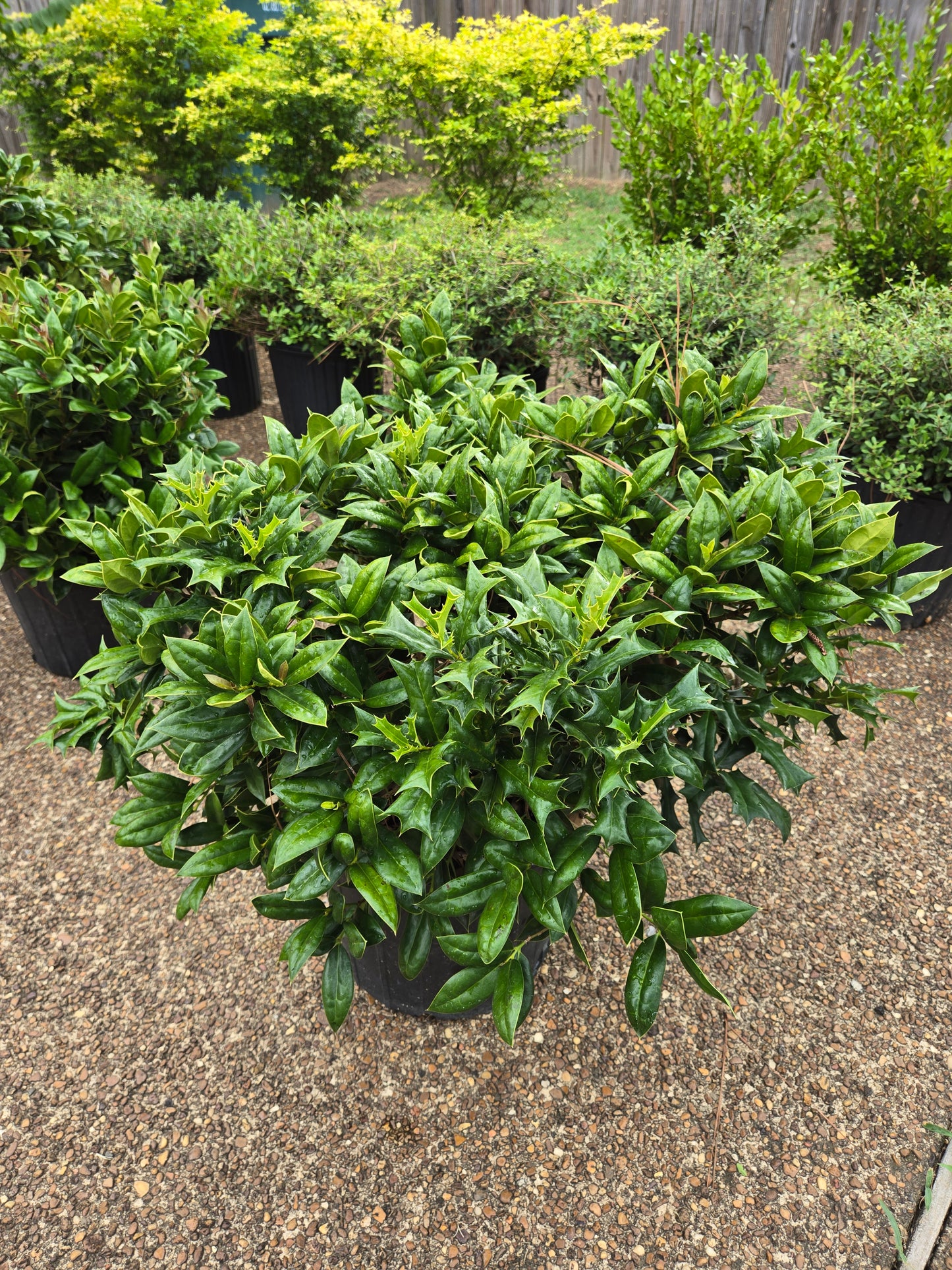Carissa Chinese holly, Ilex cornuta Horned Holly