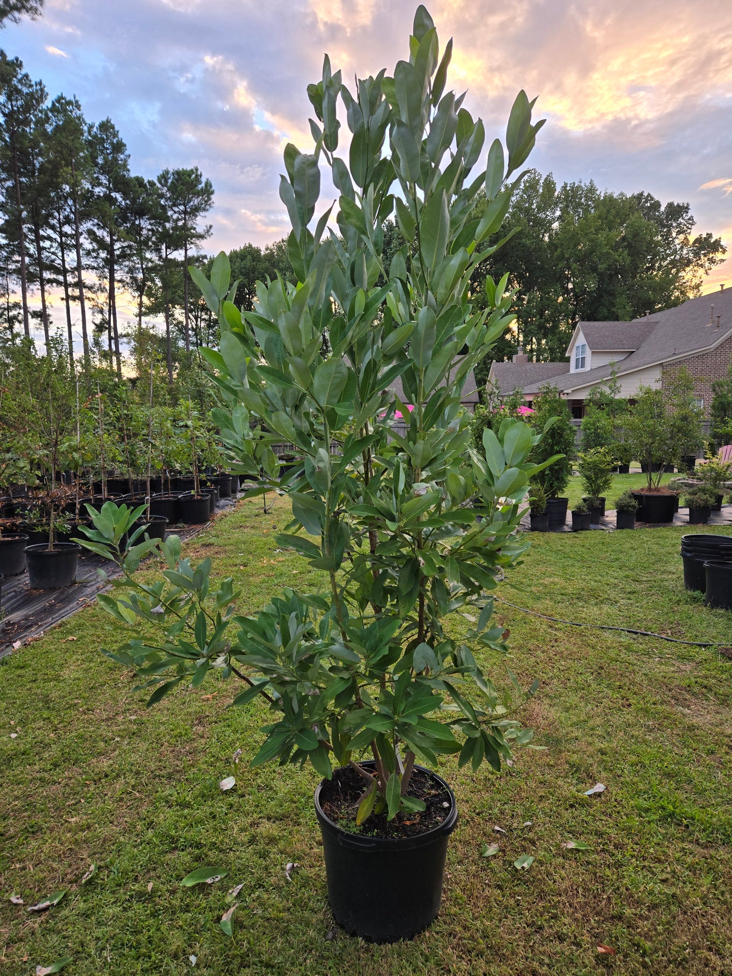 Sweet Bay Magnolia Also Known as Moonglow Magnolia (Magnolia virginiana)
