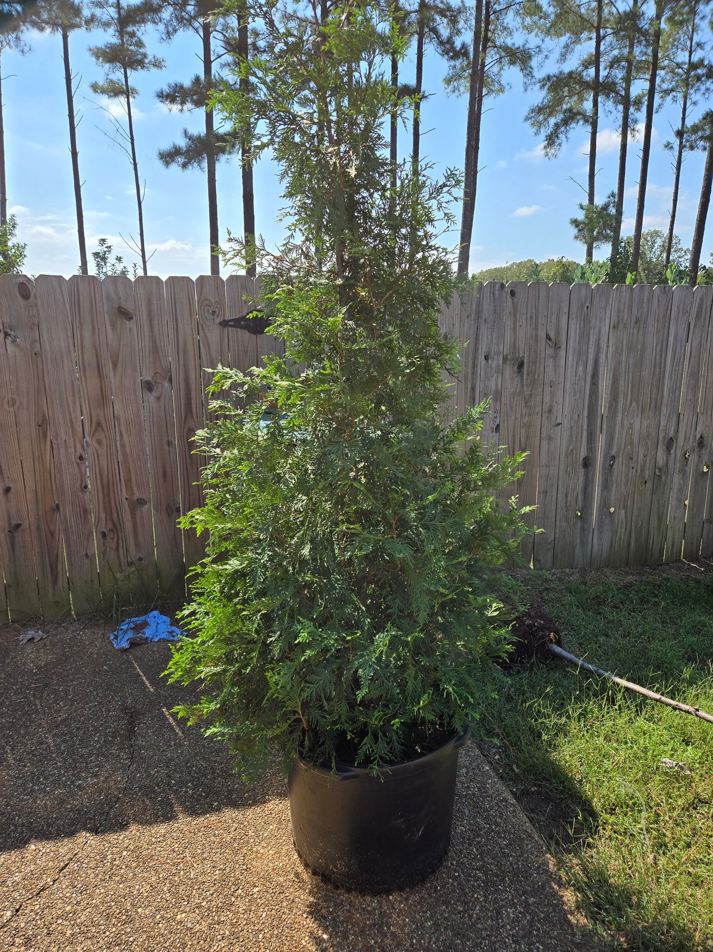 Arborvitae Green Giant Thuja plicata Western Red Cedar