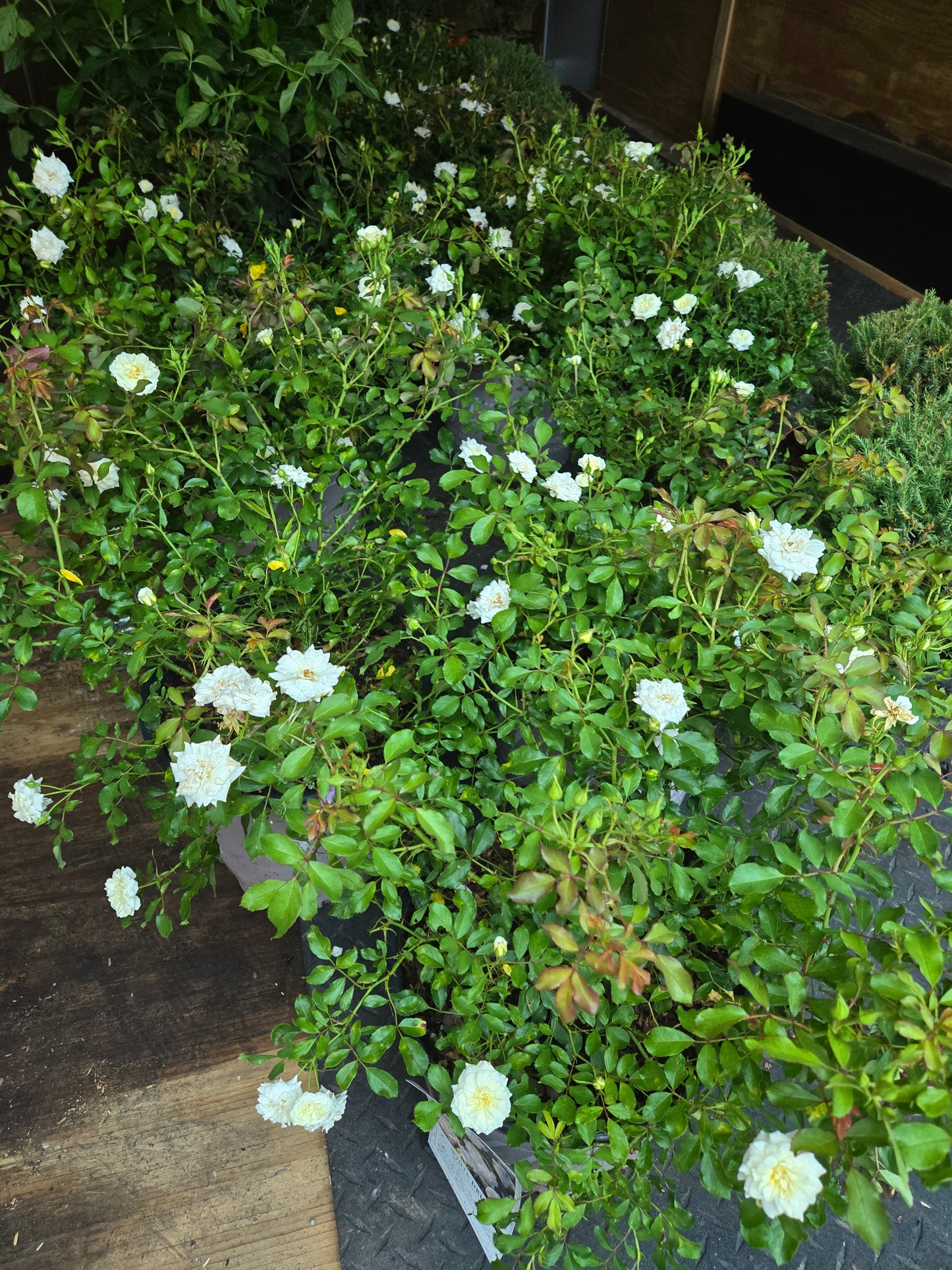 Drift® Rose Various Colors