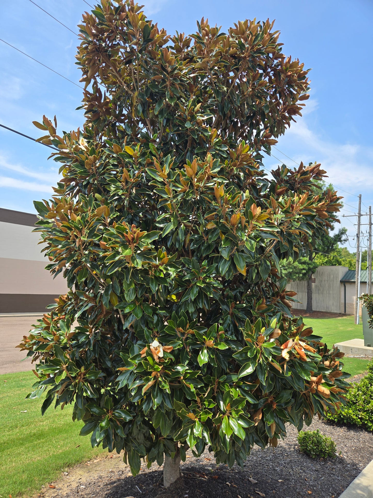 Little Gem®, Southern Magnolia Magnolia grandiflora Little Gem' Southern Magnolia
