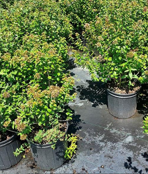 Abelia x grandiflora 'Rose Creek' Glossy Abelia