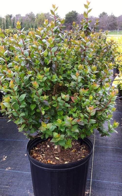 Abelia x grandiflora 'Rose Creek' Glossy Abelia