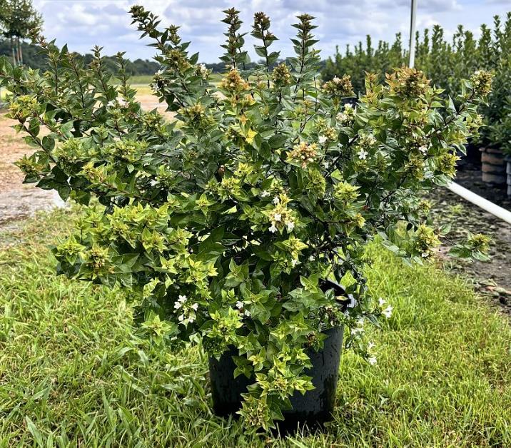 Abelia x grandiflora 'Rose Creek' Glossy Abelia
